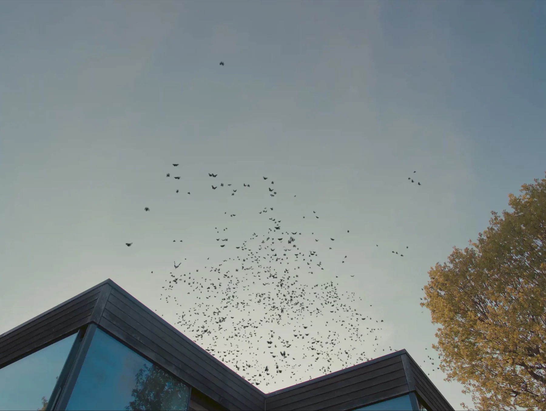 A short clip from Somayeh's film “Skin of Water” showing hundreds of butterflies flying towards the camera against a clear blue sky.