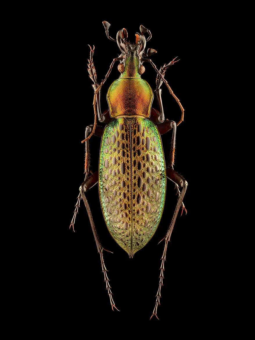 WePresent | Why Levon Biss photographs insects up close