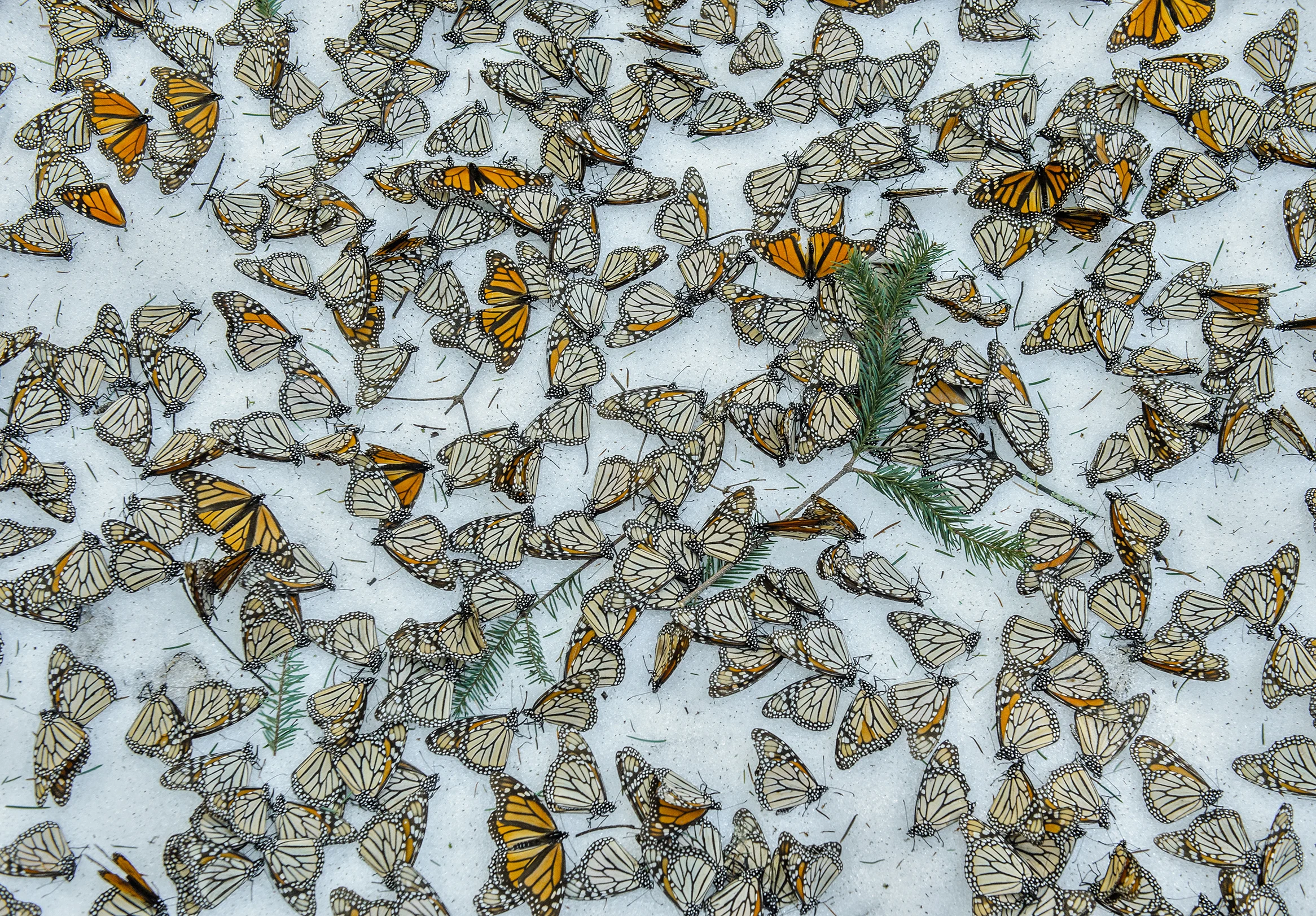 A carpet of Monarch Butterflies covers the forest floor of El Rosario Butterfly Sanctuary after a snow storm that hit the state of Michoacán in Mexico on March 2015.  On March 8th and 9th of 2016 a strong snow storm hit the mountains of Central Mexico creating havoc in the wintering colonies of Monarch Butterflies just when they were starting their migration back to U.S.A. and Canada. Monarch butterflies are surprisingly resilient and they can survive several days in below zero temperatures as long as they remain dry. Deforestation reduces the shelter for the butterflies making them more vulnerable to the weather elements. And although illegal logging has been curbed thanks to the conservation efforts in Mexico, climate change is creating an increase of these unusual weather events which represent one of the biggest challenges for these insects during their hibernation period.
