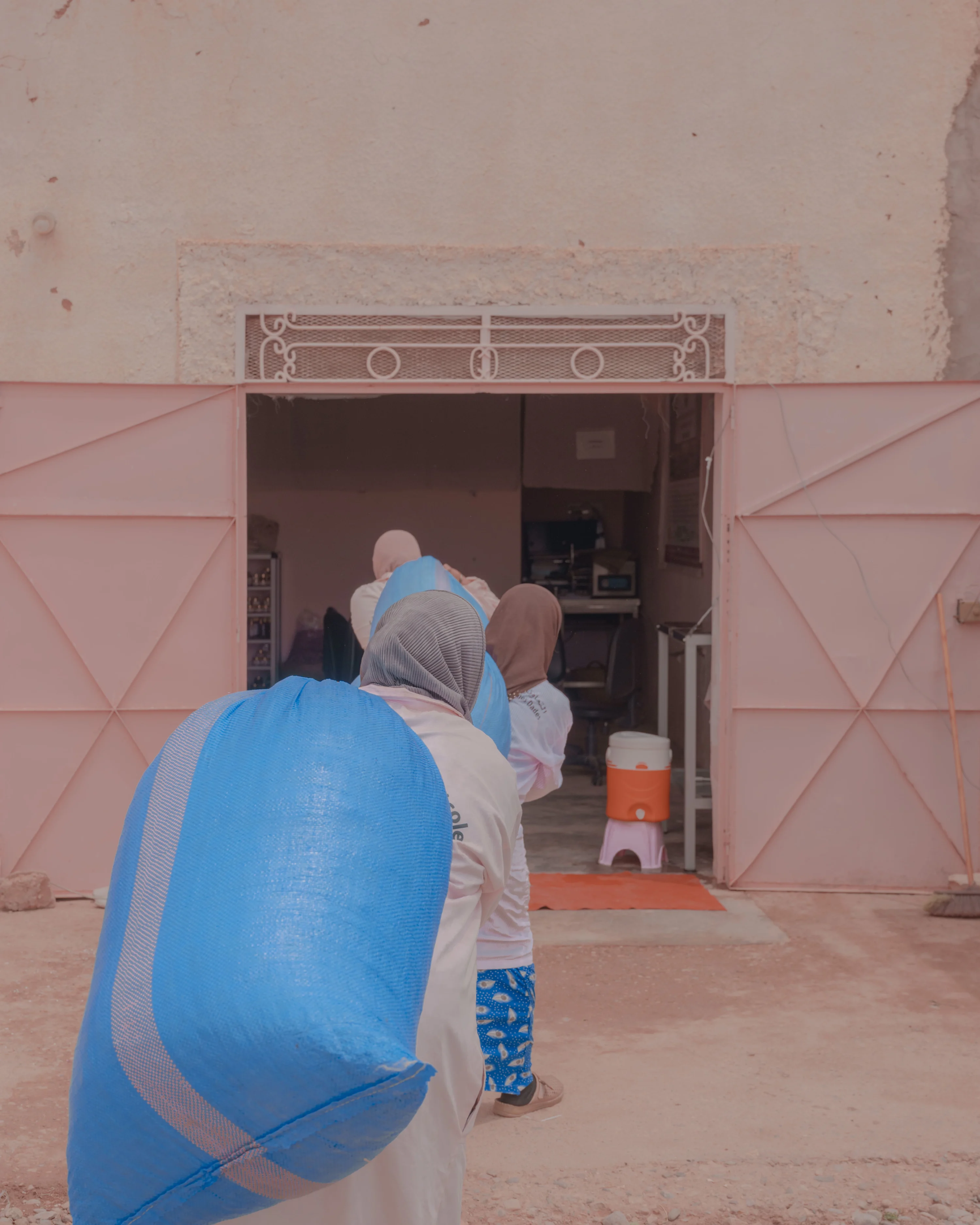 Rosa x damascena, Tinghir Province, Morocco (2023)