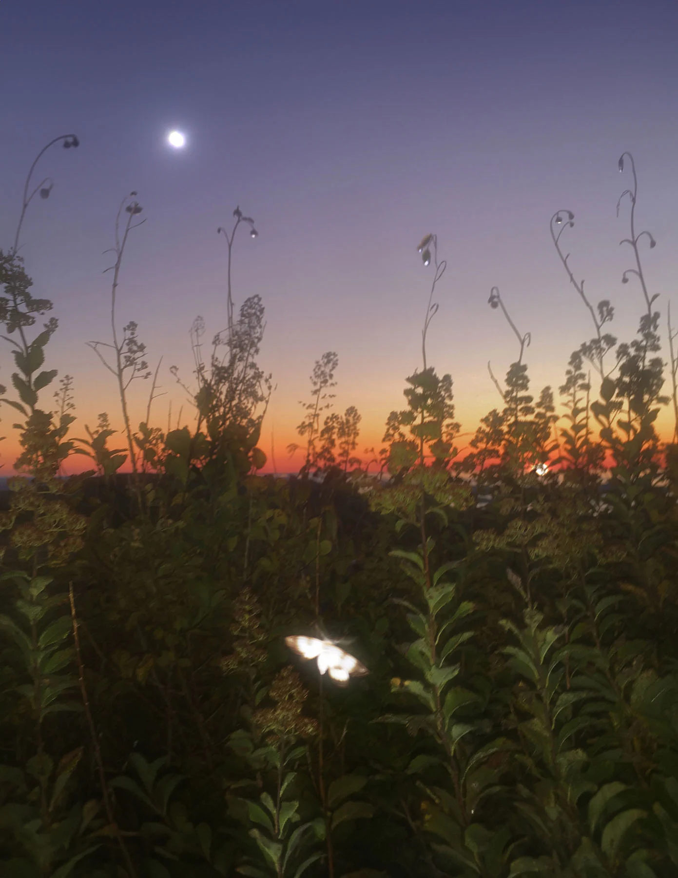 A photograph of a fantastical green meadow at sunset. The moon rises above the dew-covered scene, with a single moth caught by the camera flash at the forefront of the composition. 