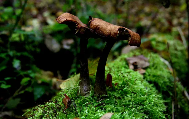 Mushroom Chocolate: Know the Dangers