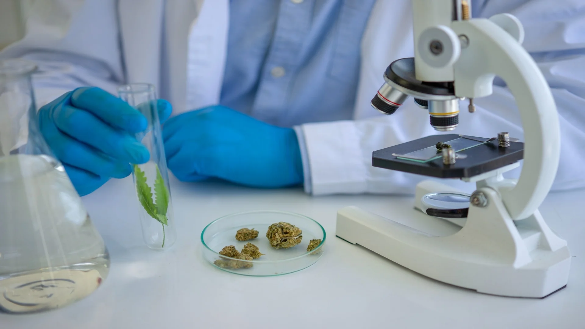 scientist-research-cannabis-at-laboratory-room-2025-07-25-16-25-40-utc