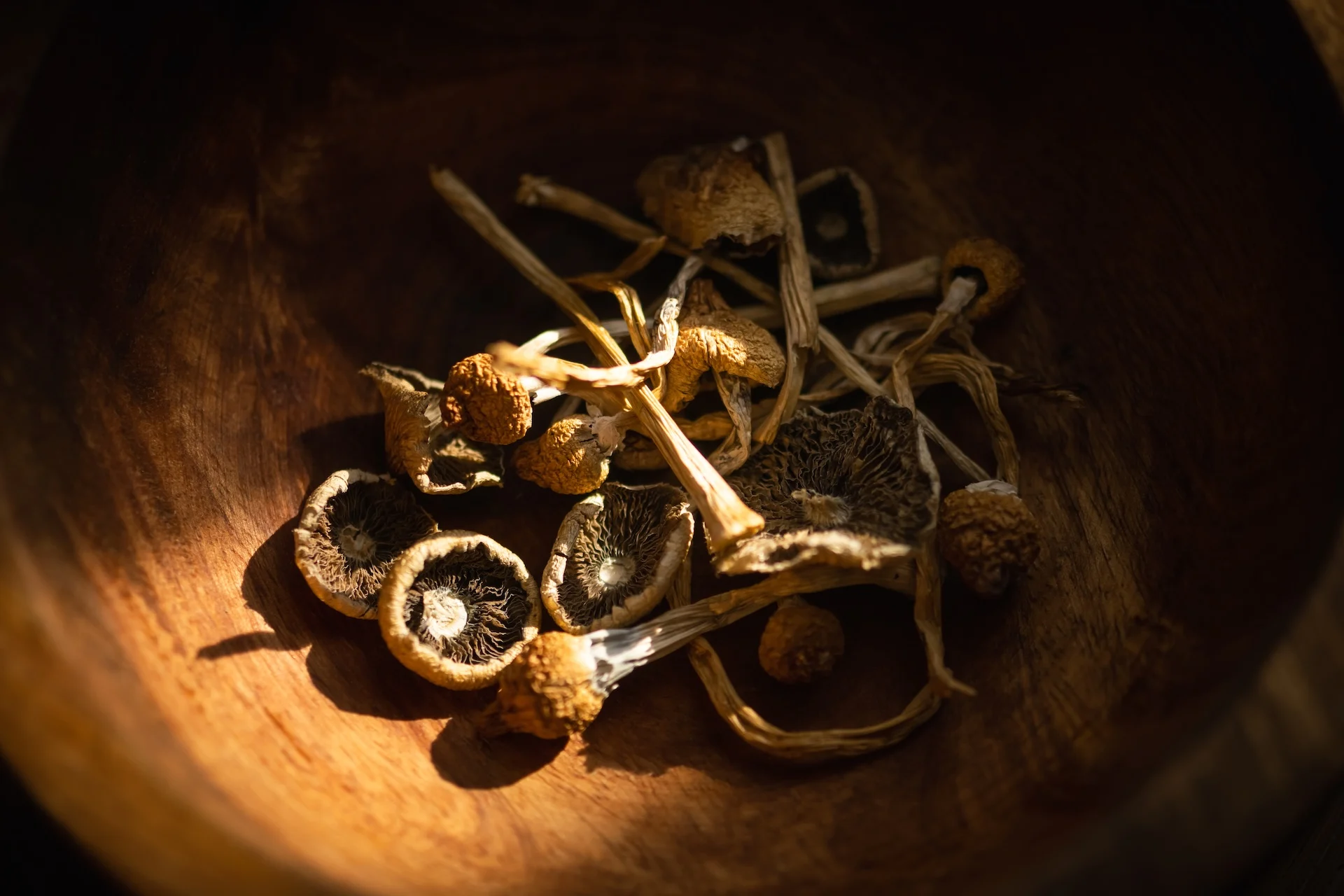 Do shrooms show up in drug tests? Dried hallucinogenic magic mushrooms