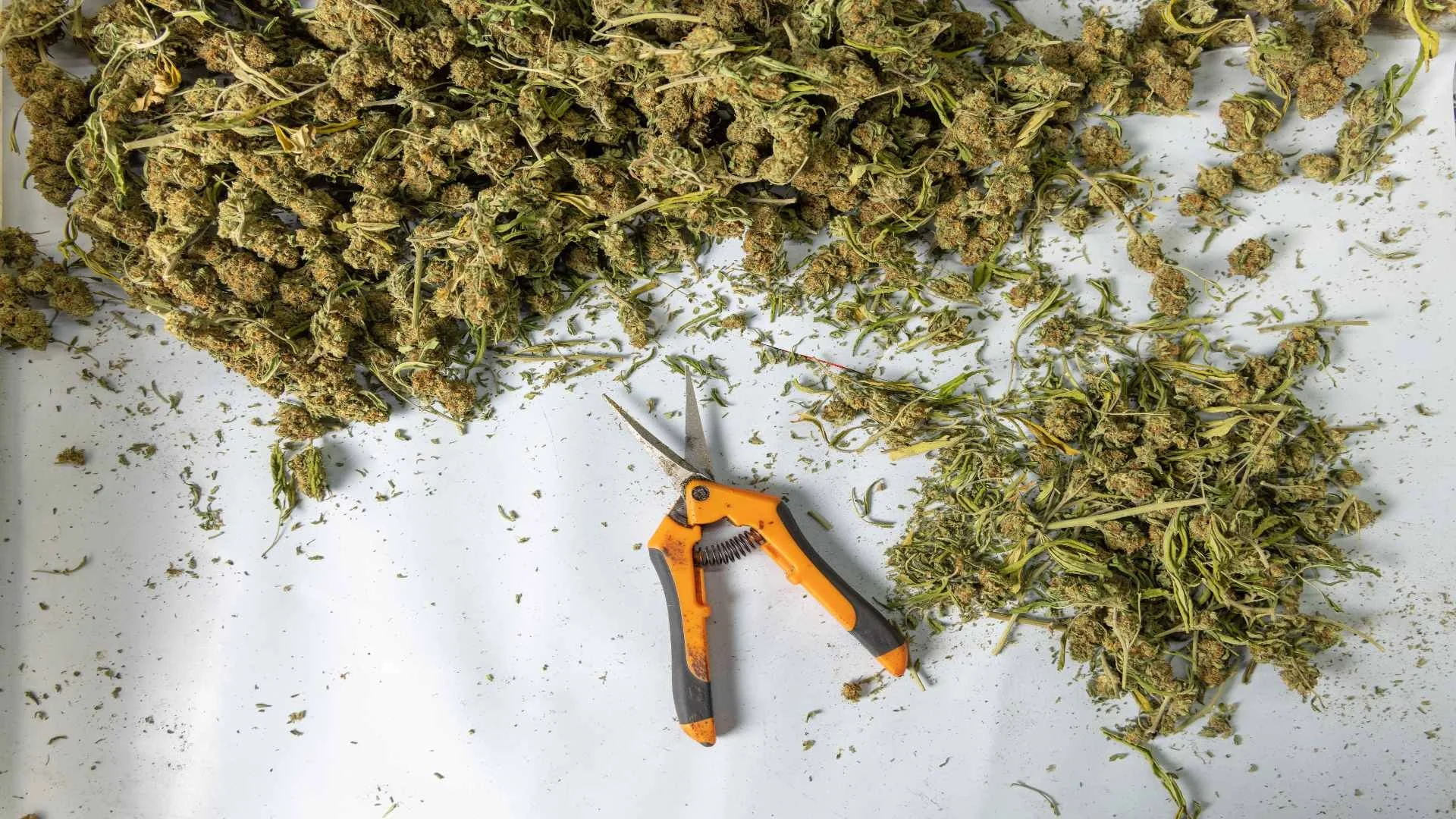 trimming-with-scissors-marijuana-leaves-from-dry-b-2025-03-31-22-50-38-utc trimming-with-scissors-marijuana-leaves-from-dry-b-2025-03-31-22-50-38-utc