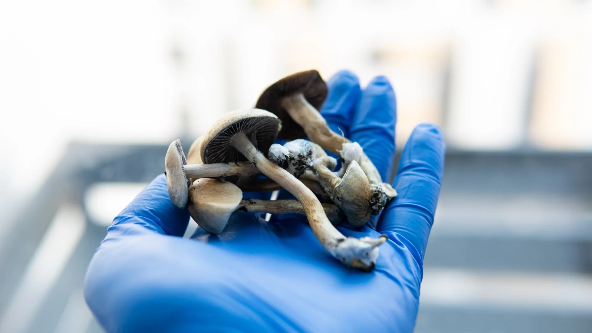 microdosing mushrooms - a gloved hand with magic mushrooms in it.