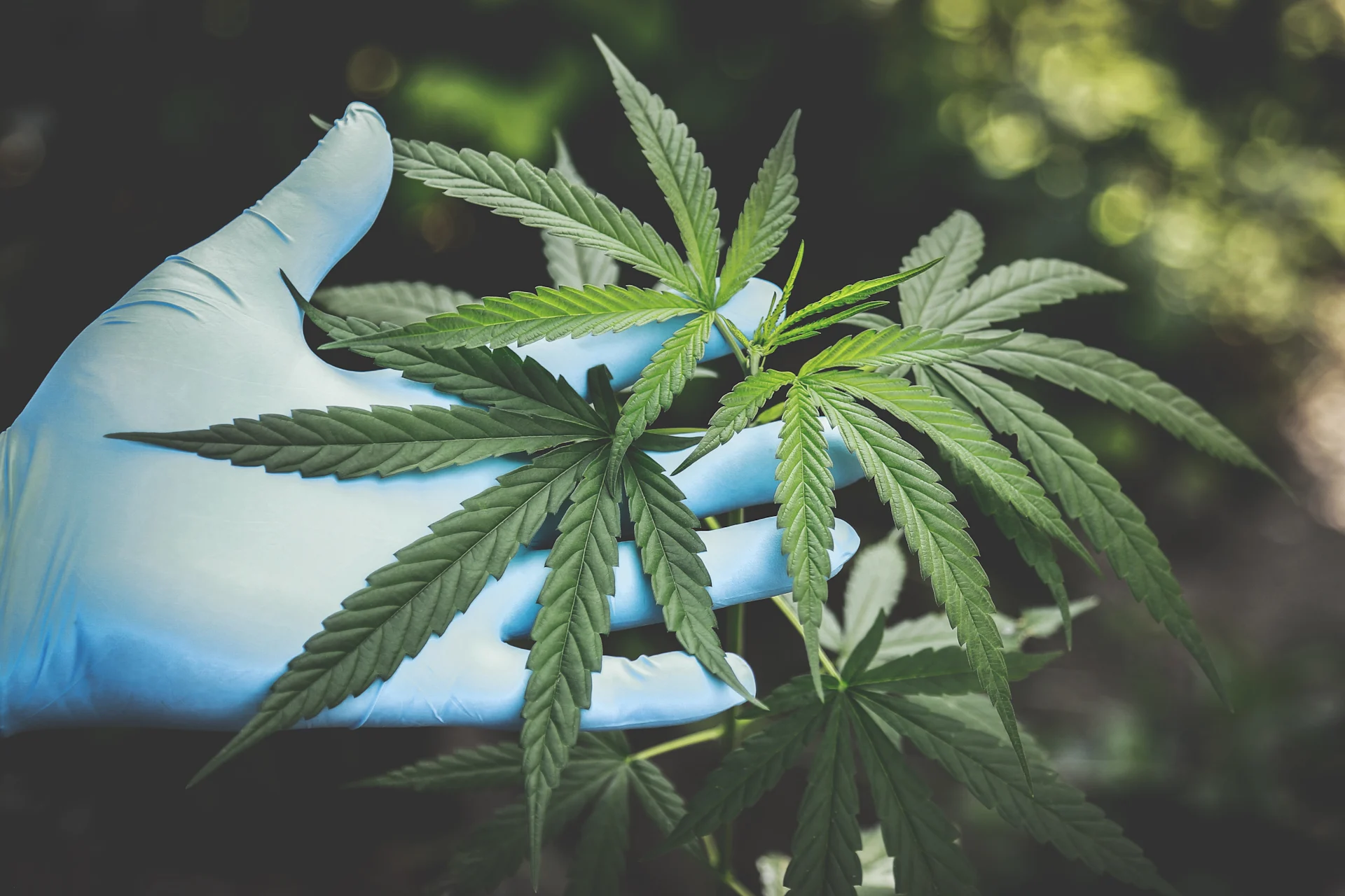 Cannabis Addiction: The Truth (and What You Need to Know About It) Cannabis Addiction: The Truth (and What You Need to Know About It)