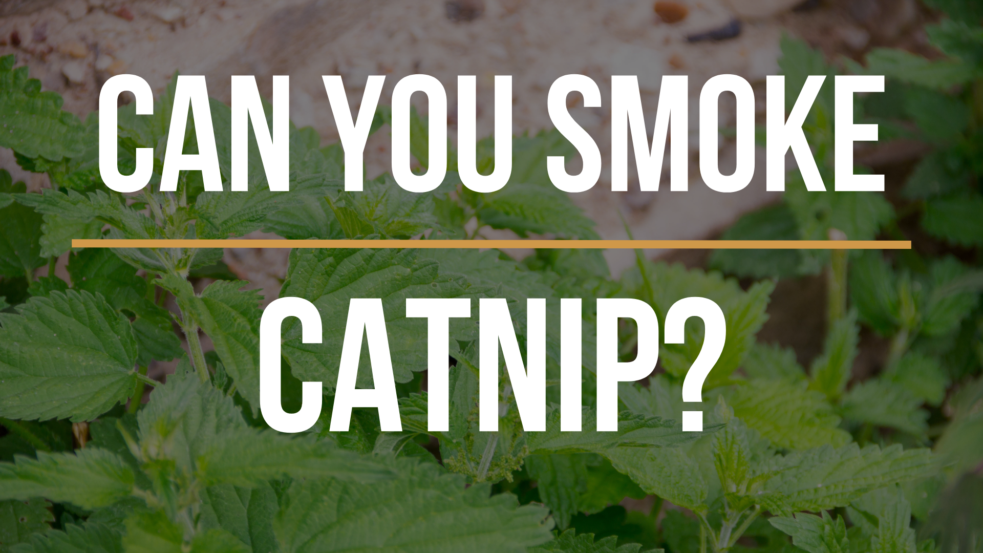 Can You Smoke Catnip? Effects and Risks for Humans