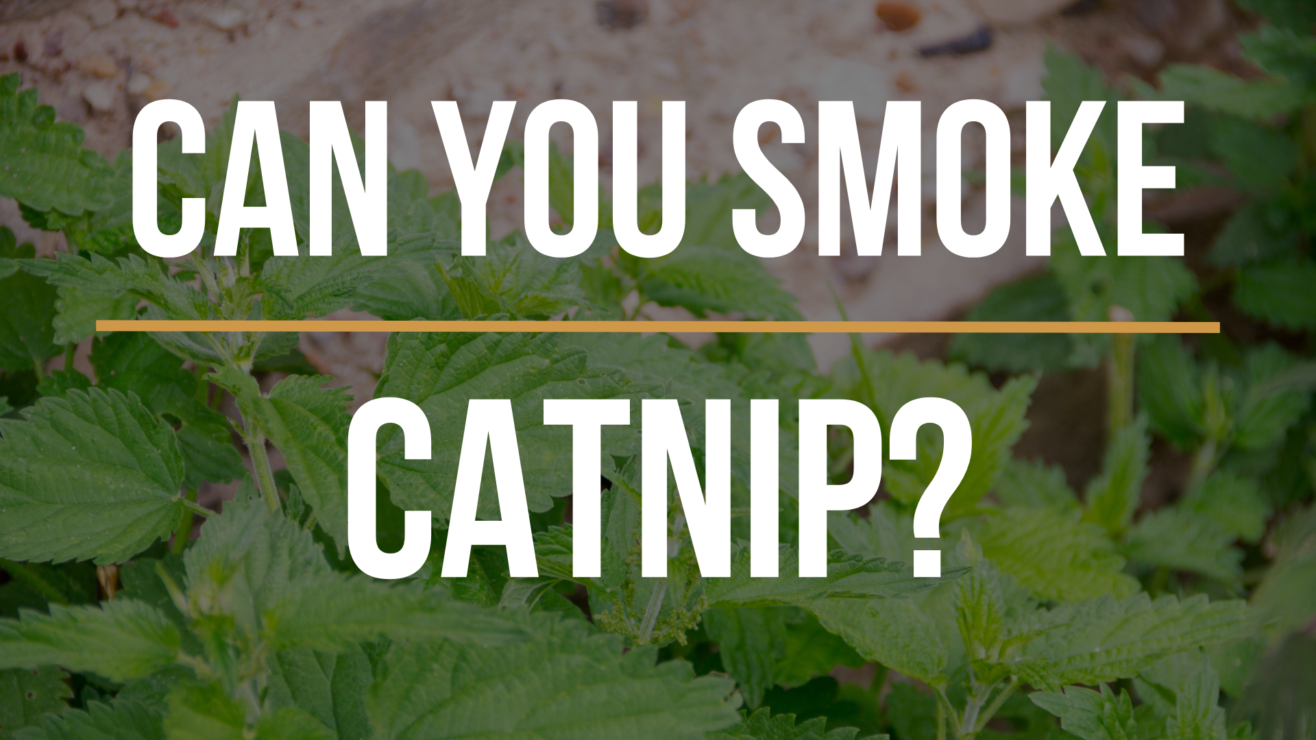 can-you-smoke-catnip