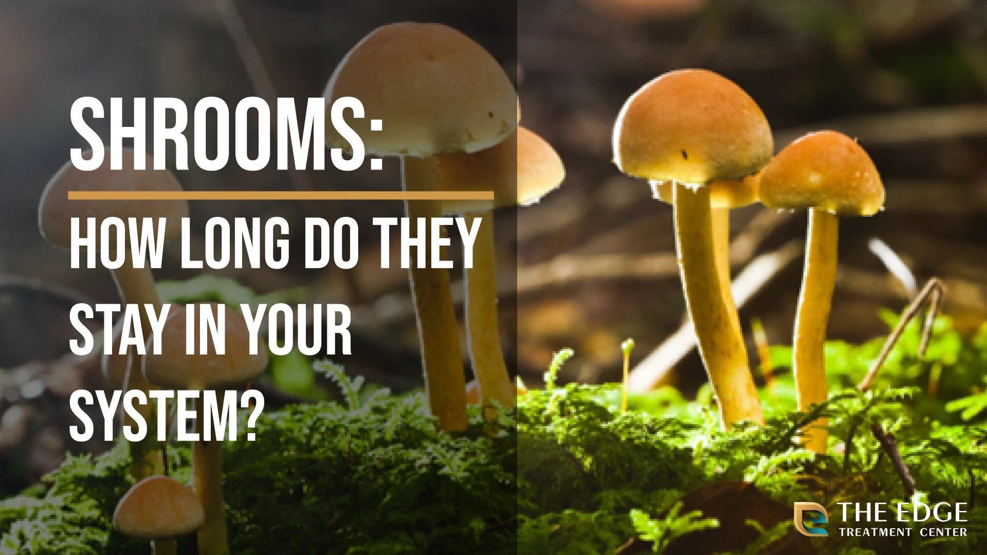 How Long do Shrooms Stay in Your System? How Long do Shrooms Stay in Your System?