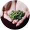 Do I Need Addiction Treatment for Cannabis Addiction?