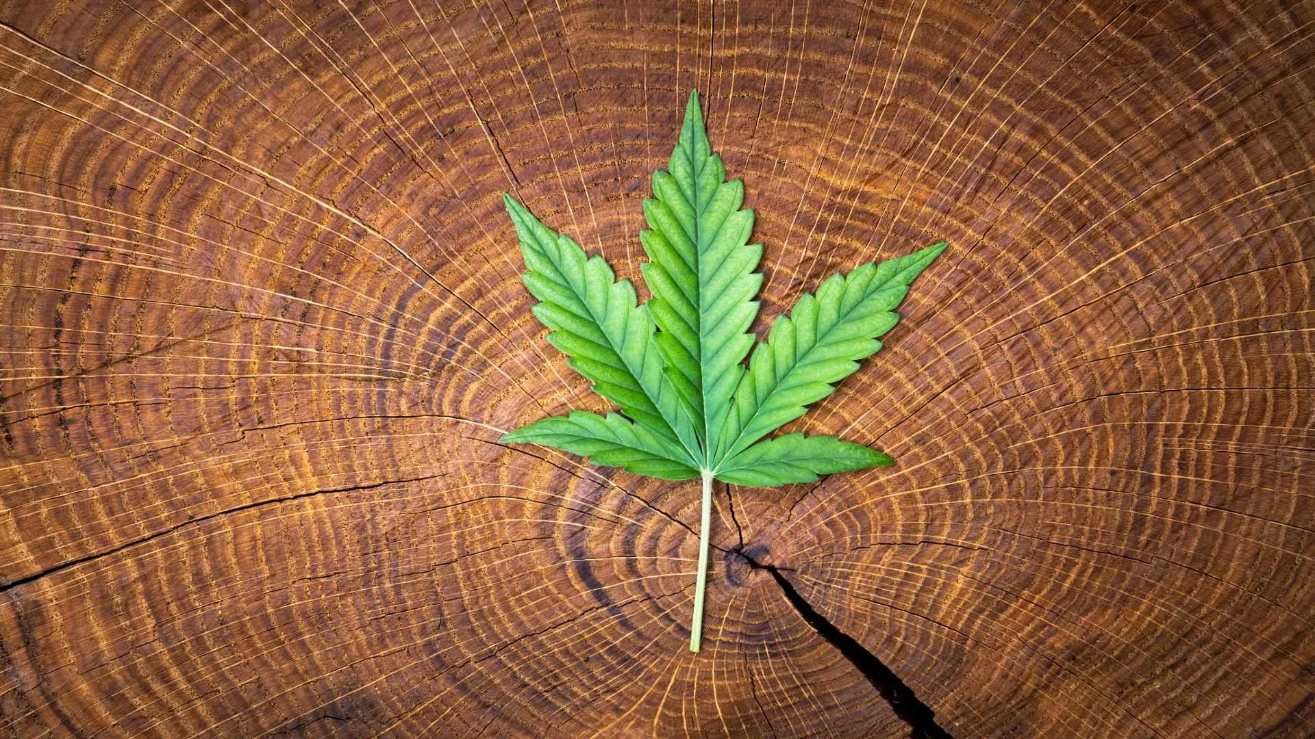 fresh-green-leaf-of-cannabis-marijuana-on-wooden-s-2025-02-21-03-52-54-utc (1)