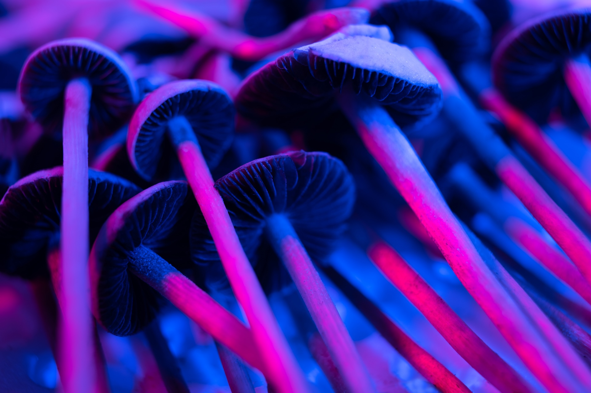 Magic mushrooms side effects. Interesting shrooms under purple and red lighting