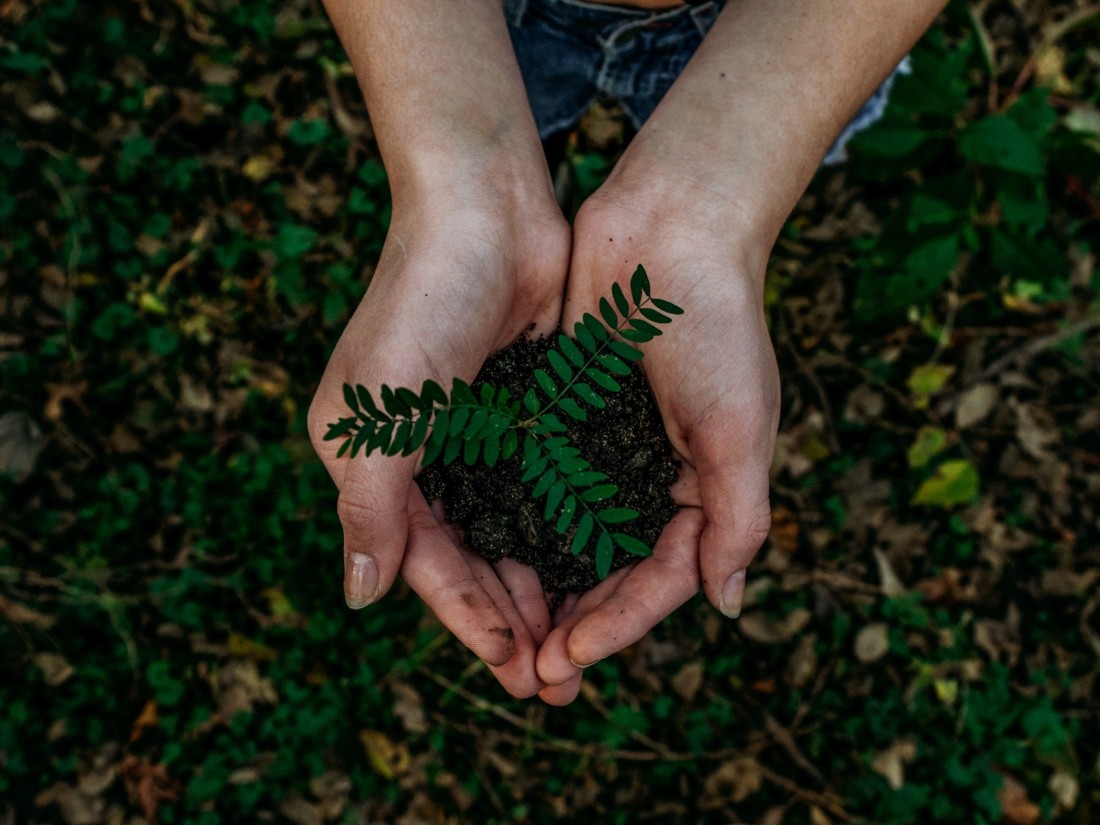 Developing an ESG communications strategy - Open hands holding leaves