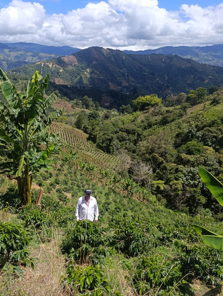 Dispatch Coffee – Decaf Arcoiris