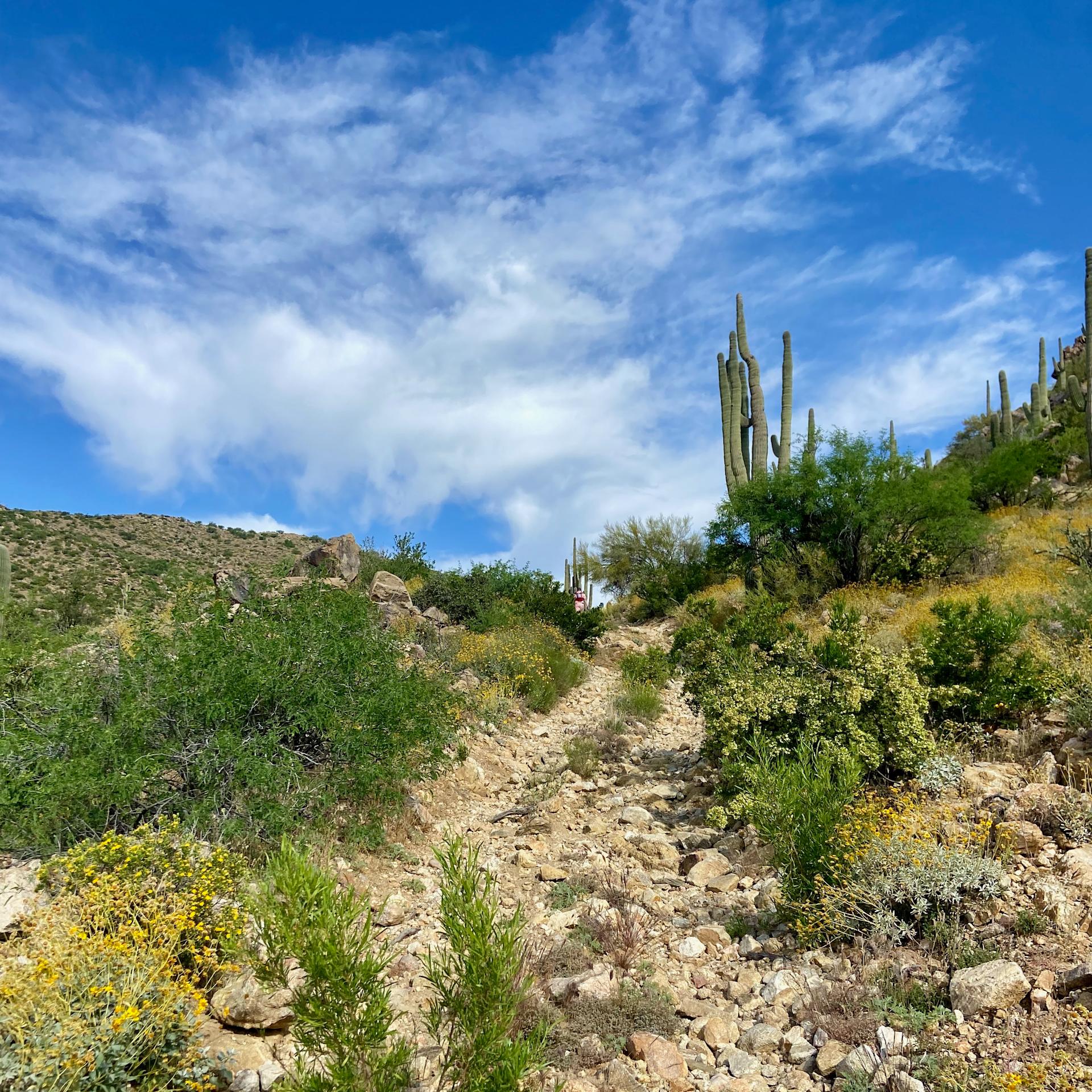 Up a Rocky Trail