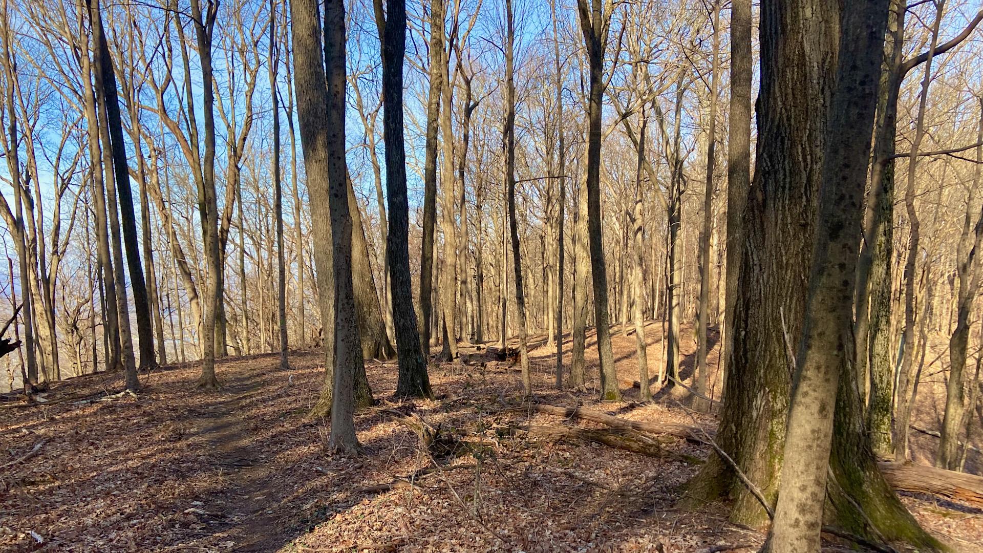 Woods at Frozen Head