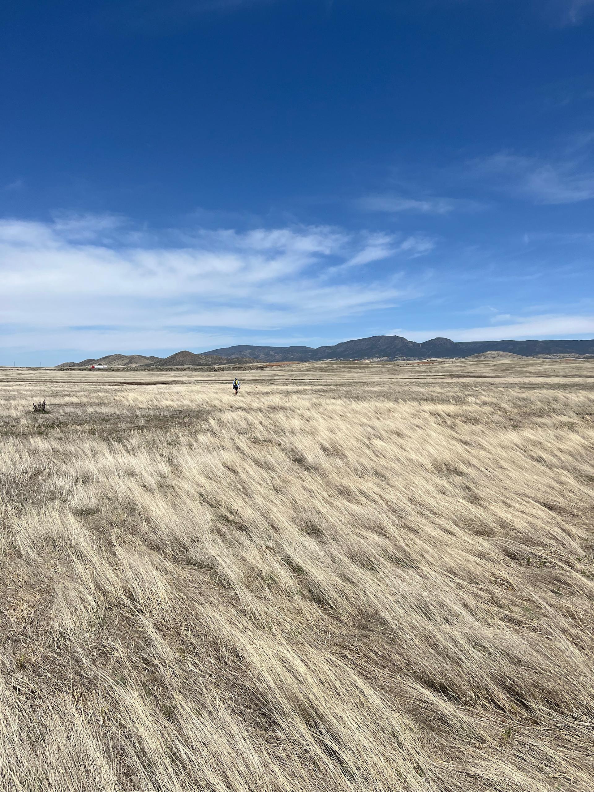 Fain Ranch Windblown Grasses