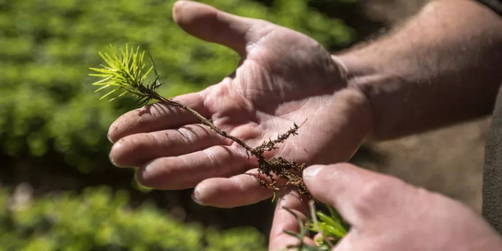 timmerforordningen-FSC