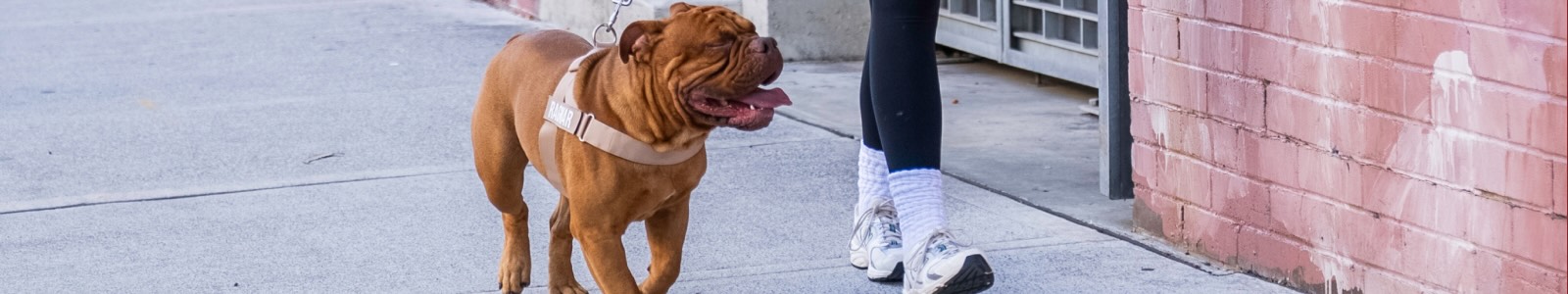 Dog Friendly Co.'s banner