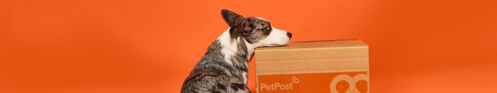 PetPost's banner