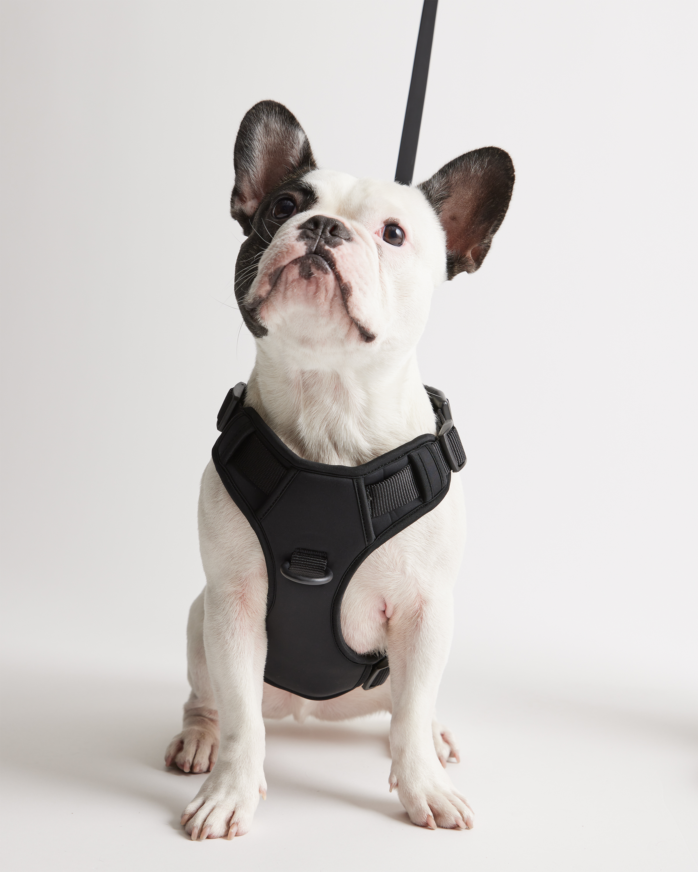 Quince Neoprene Double Panel Dog Harness In Black