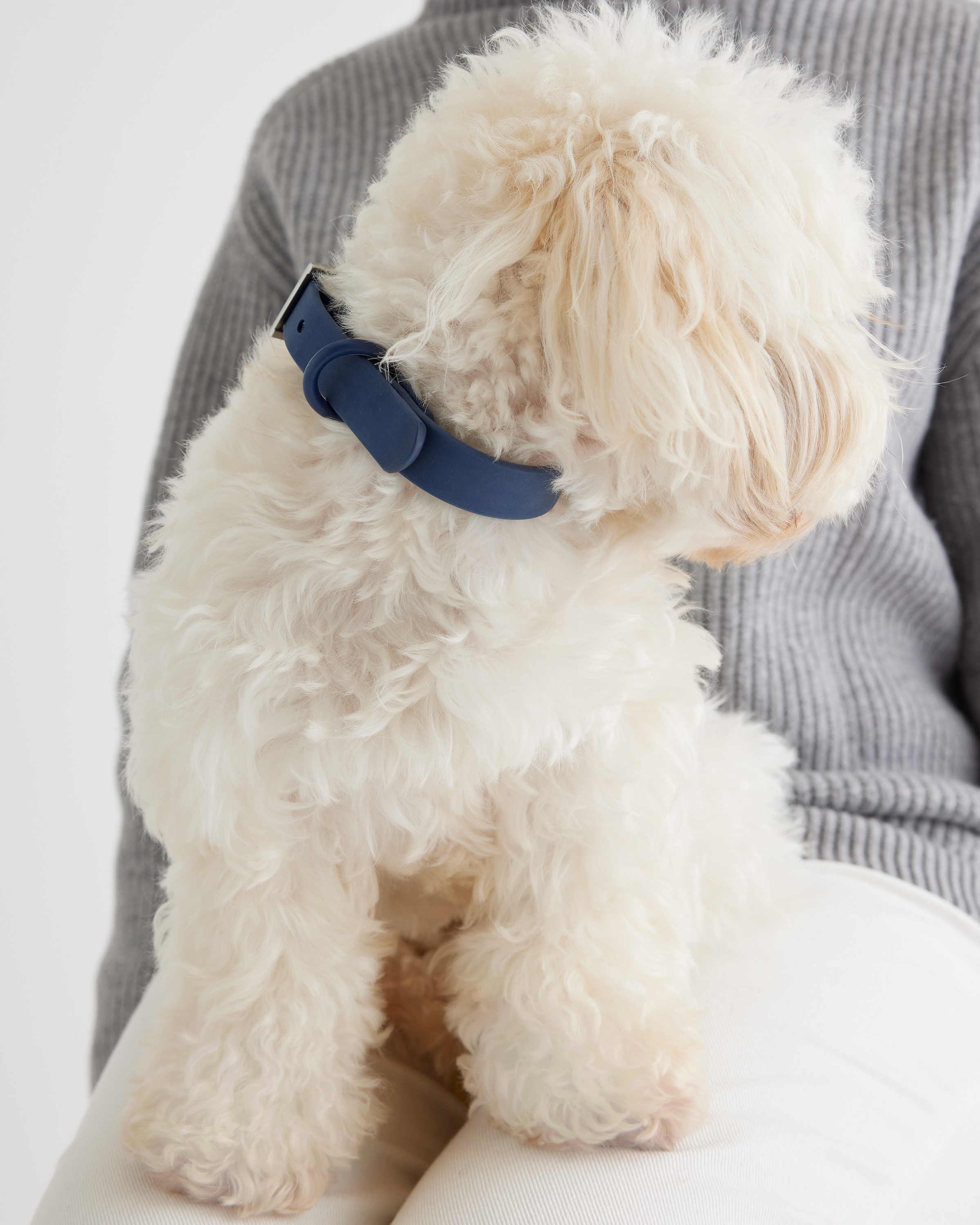 Quince Flex-poly Dog Collar In Navy