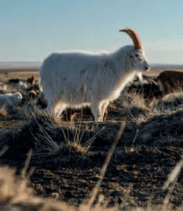 How Cashmere is Made (and why it's so expensive) – GolightlyOnline