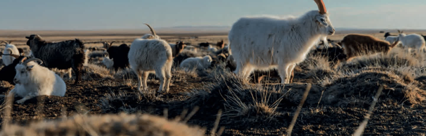 cashmere vs. pashmina goats