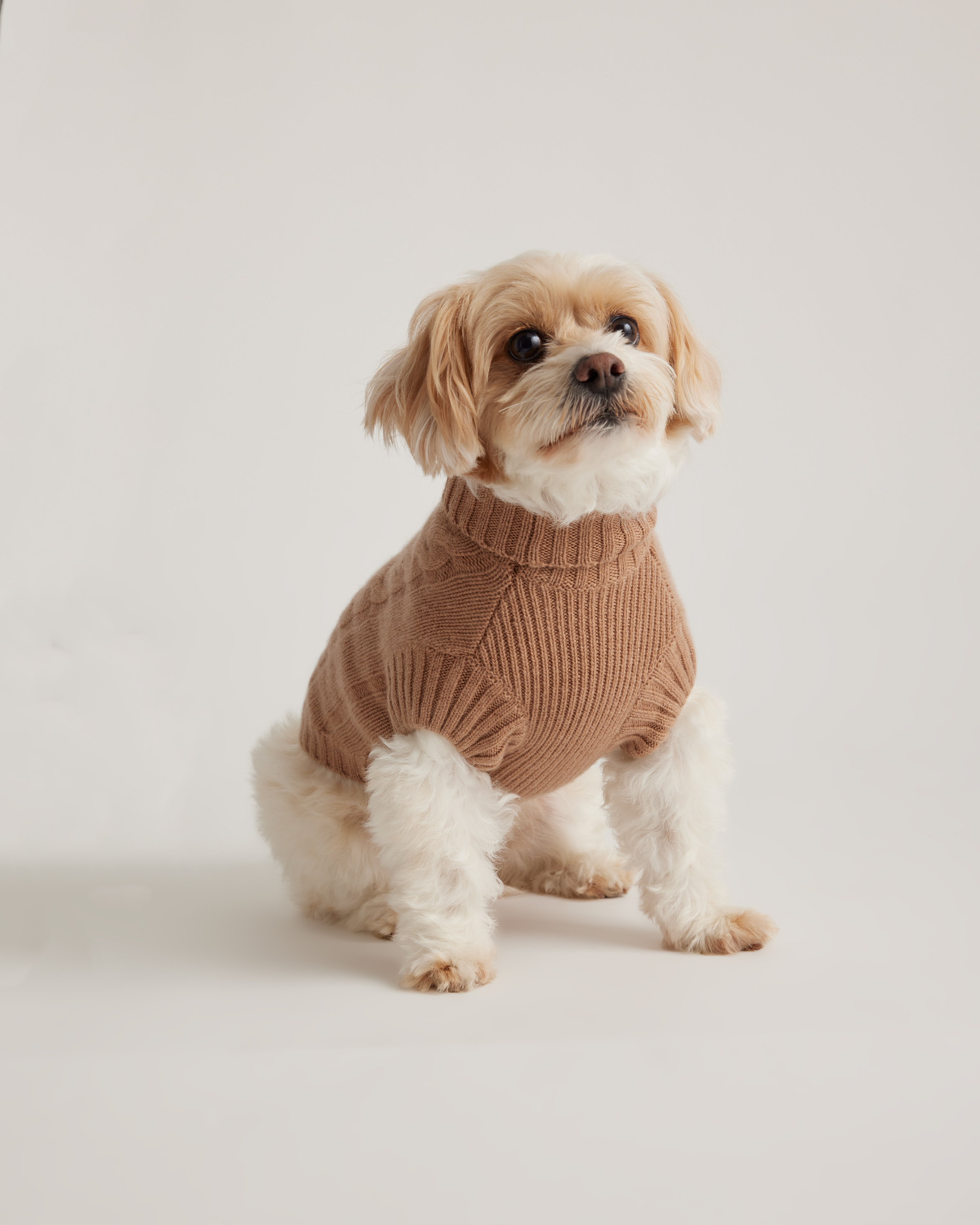 Quince Mongolian Cashmere Cable Knit Dog Sweater In Camel