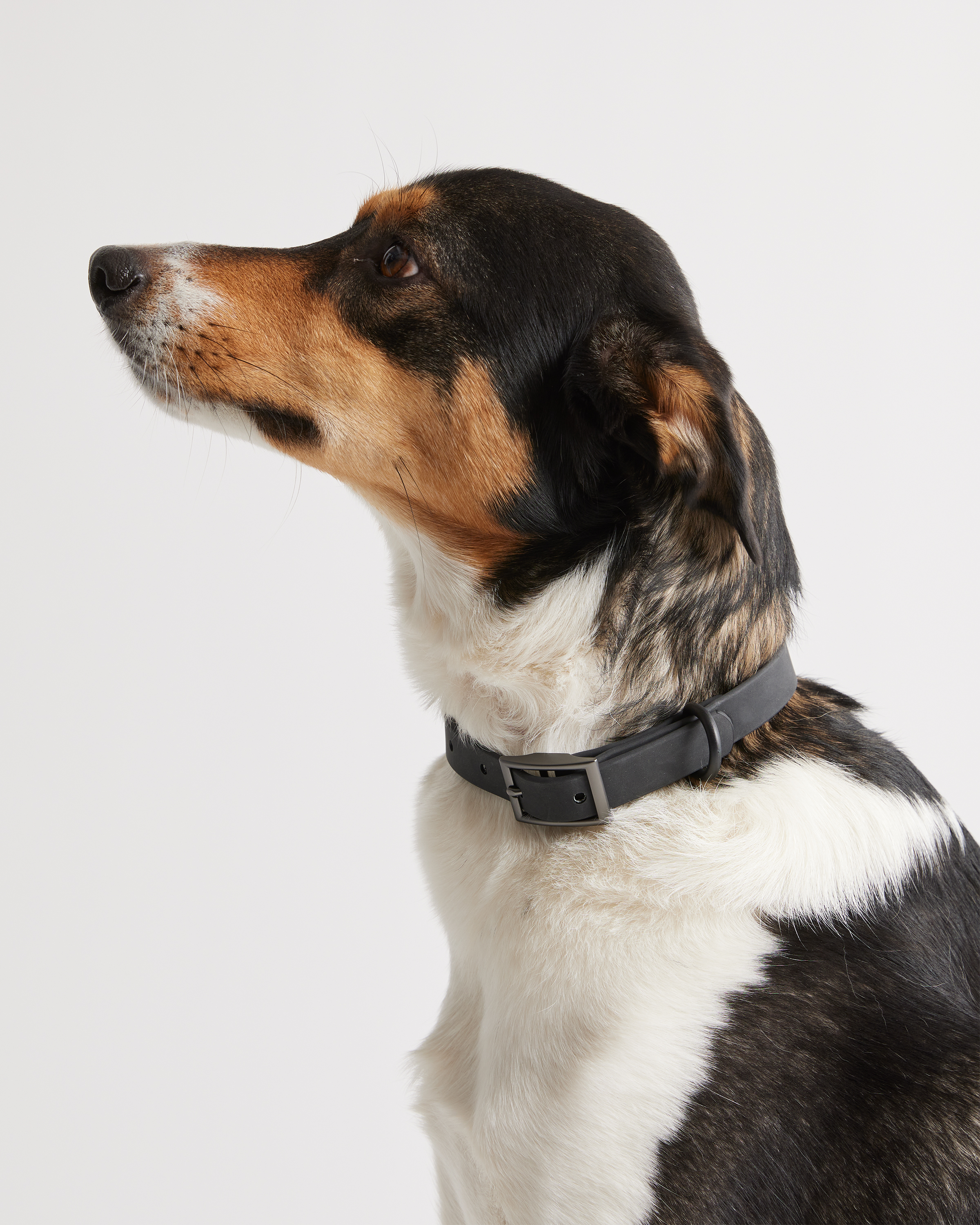 Quince Flex-poly Dog Collar In Black