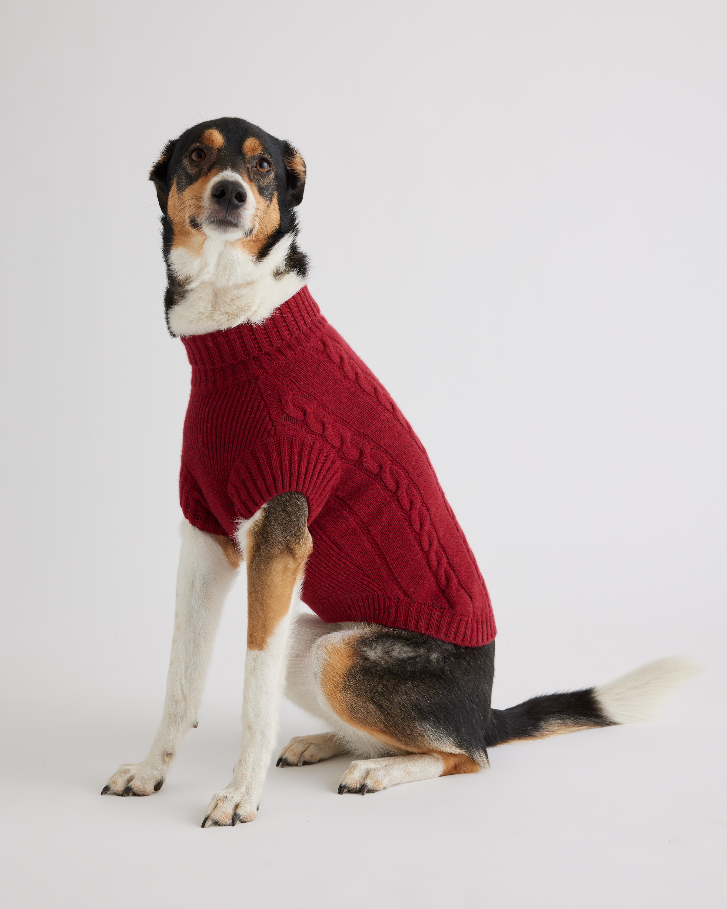 Quince Mongolian Cashmere Cable Knit Dog Sweater In Crimson