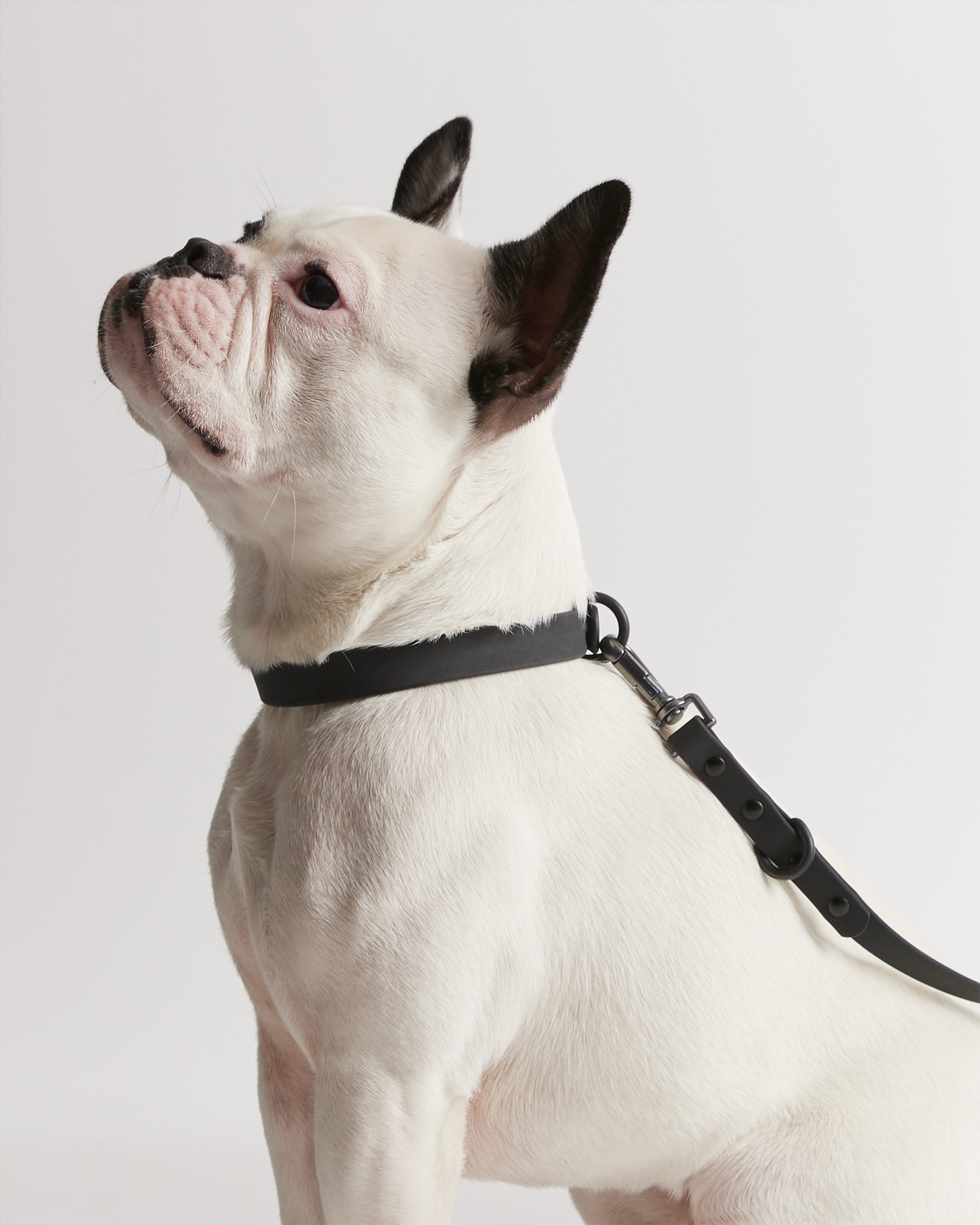 Flex-Poly Dog Leash - thumbnail 6