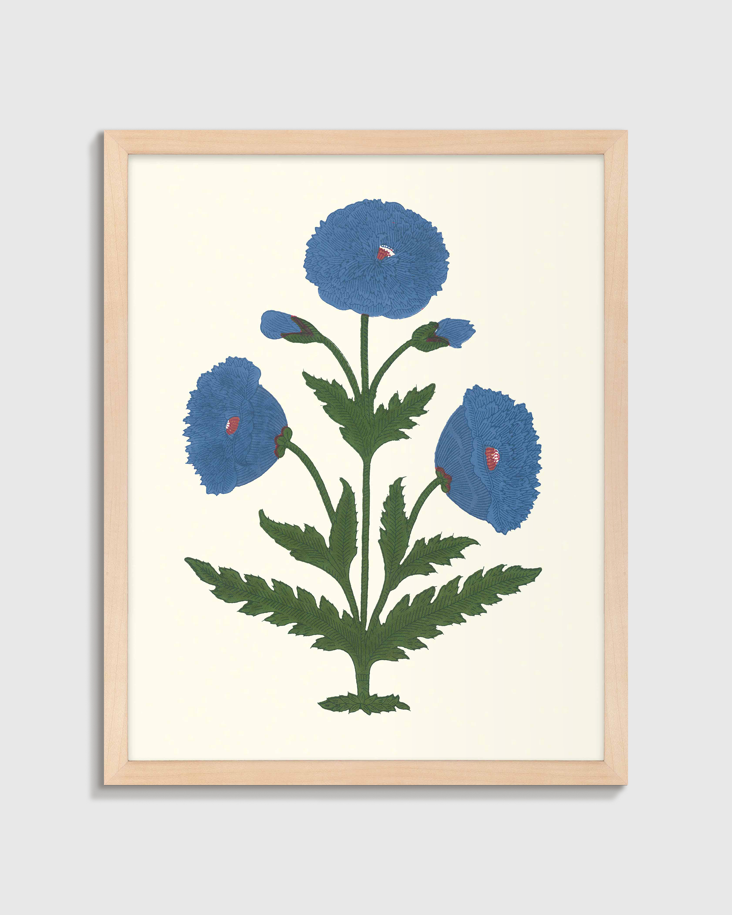 Blue Mughal Poppy Antique Print