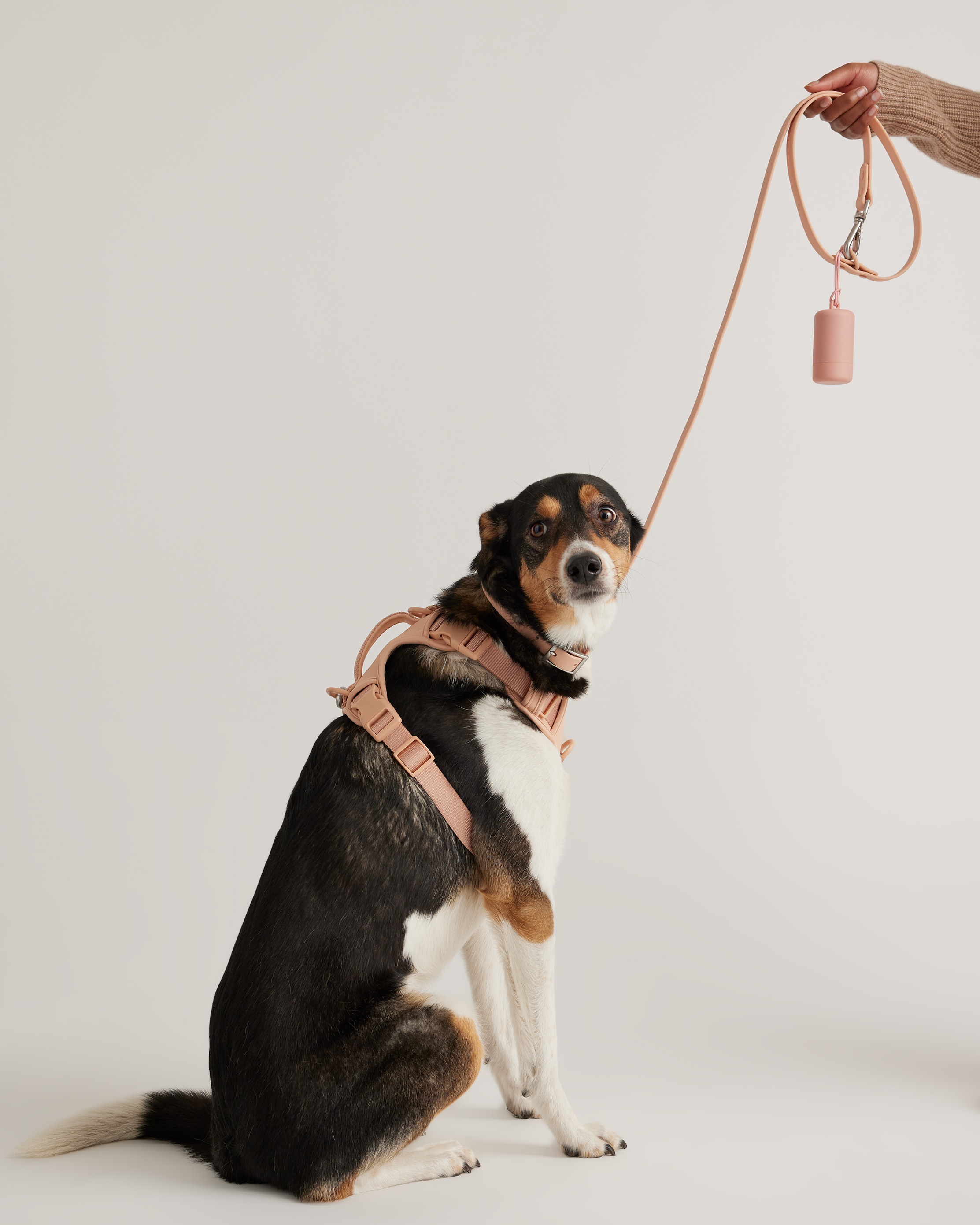 Quince Dog Harness Walk Kit In Soft Blush