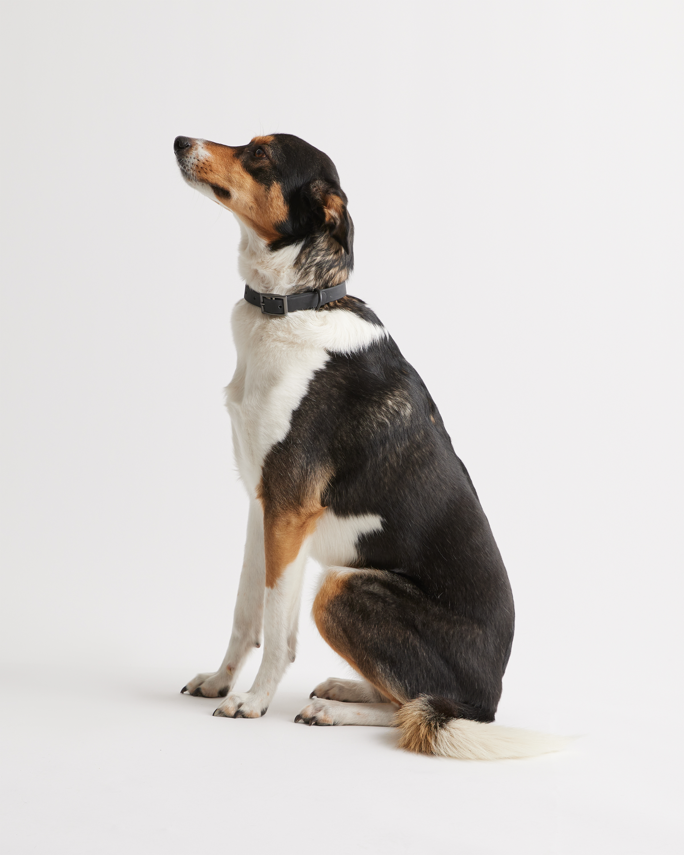 Flex-Poly Dog Collar - thumbnail 4