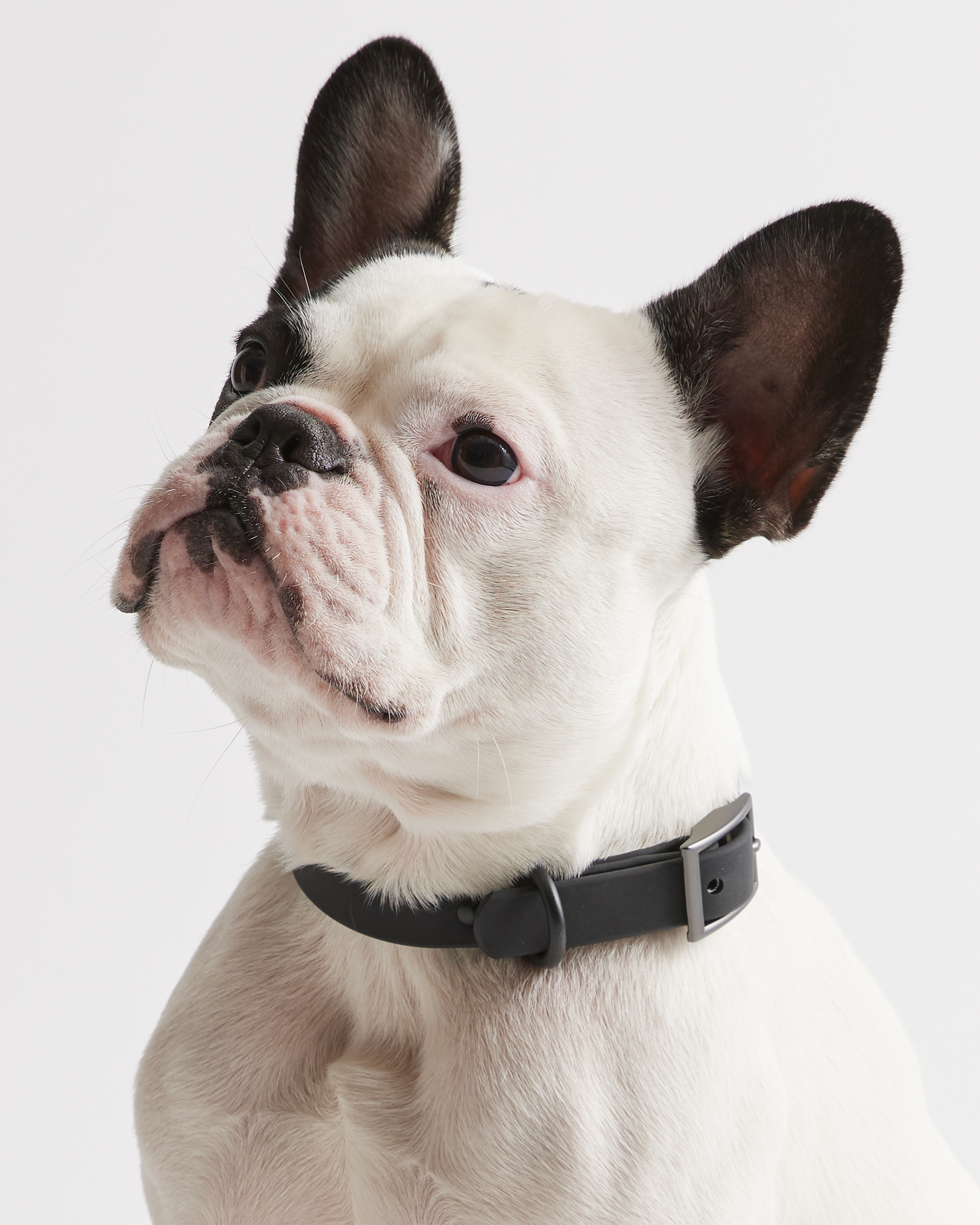 Flex-Poly Dog Collar - thumbnail 6