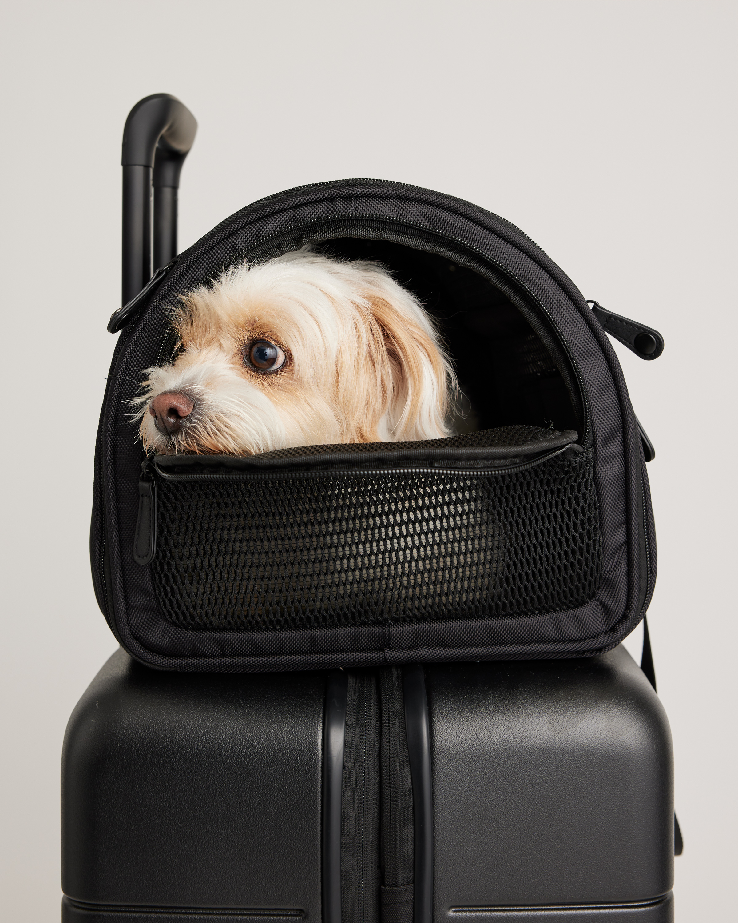 Quince Pet Travel Carrier In Black