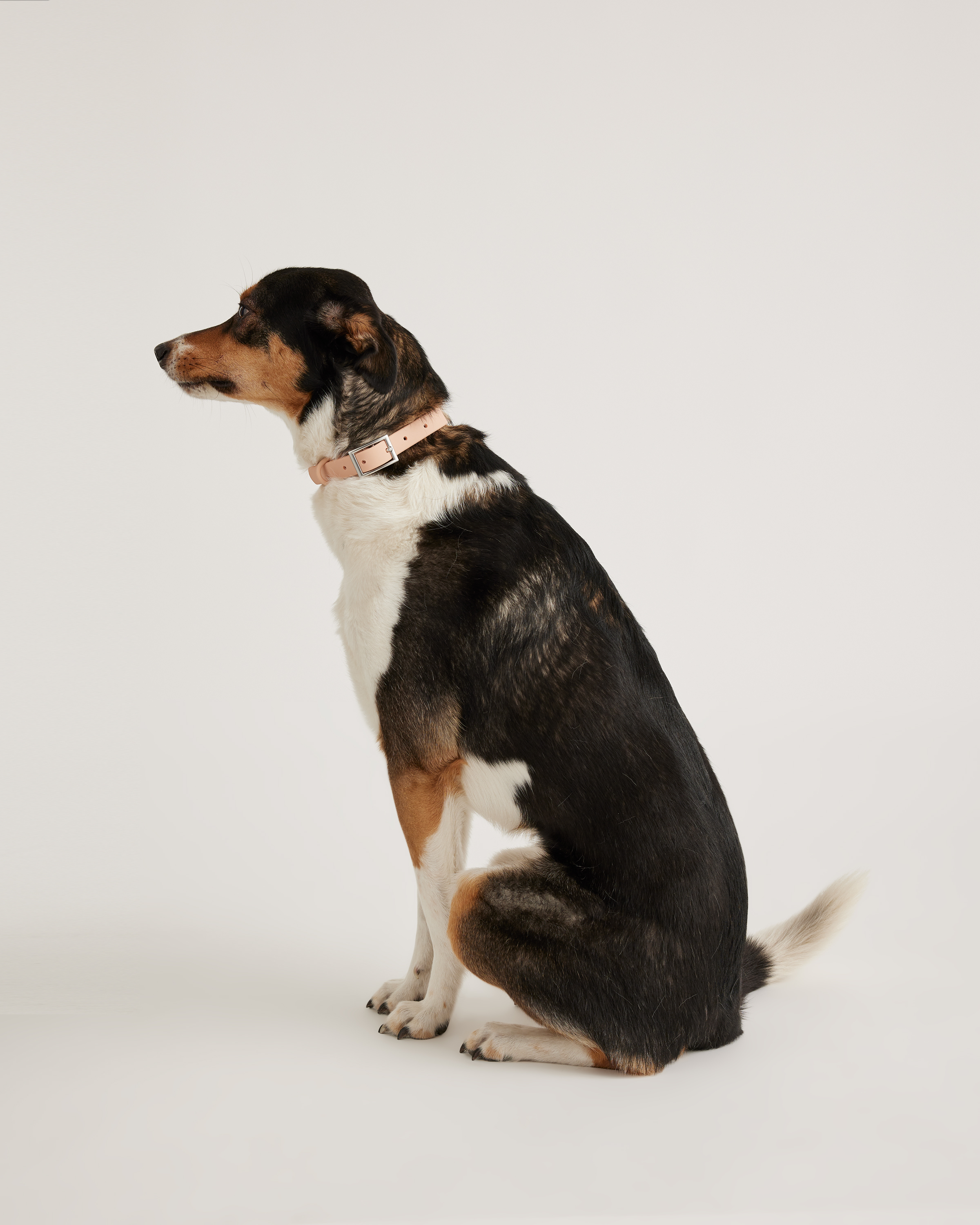 Flex-Poly Dog Collar - thumbnail 10