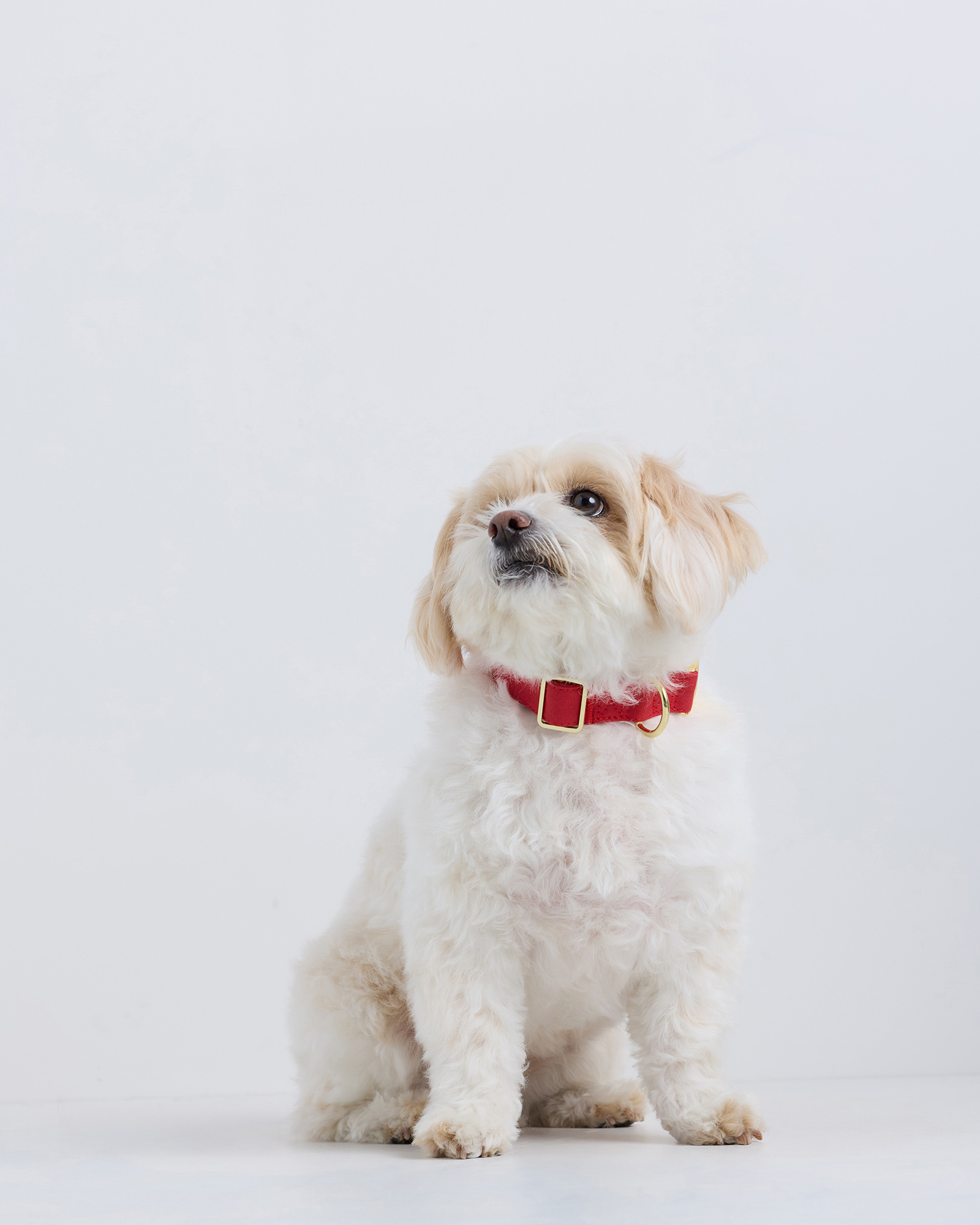 100% Cotton-Wrapped Nylon Dog Collar
