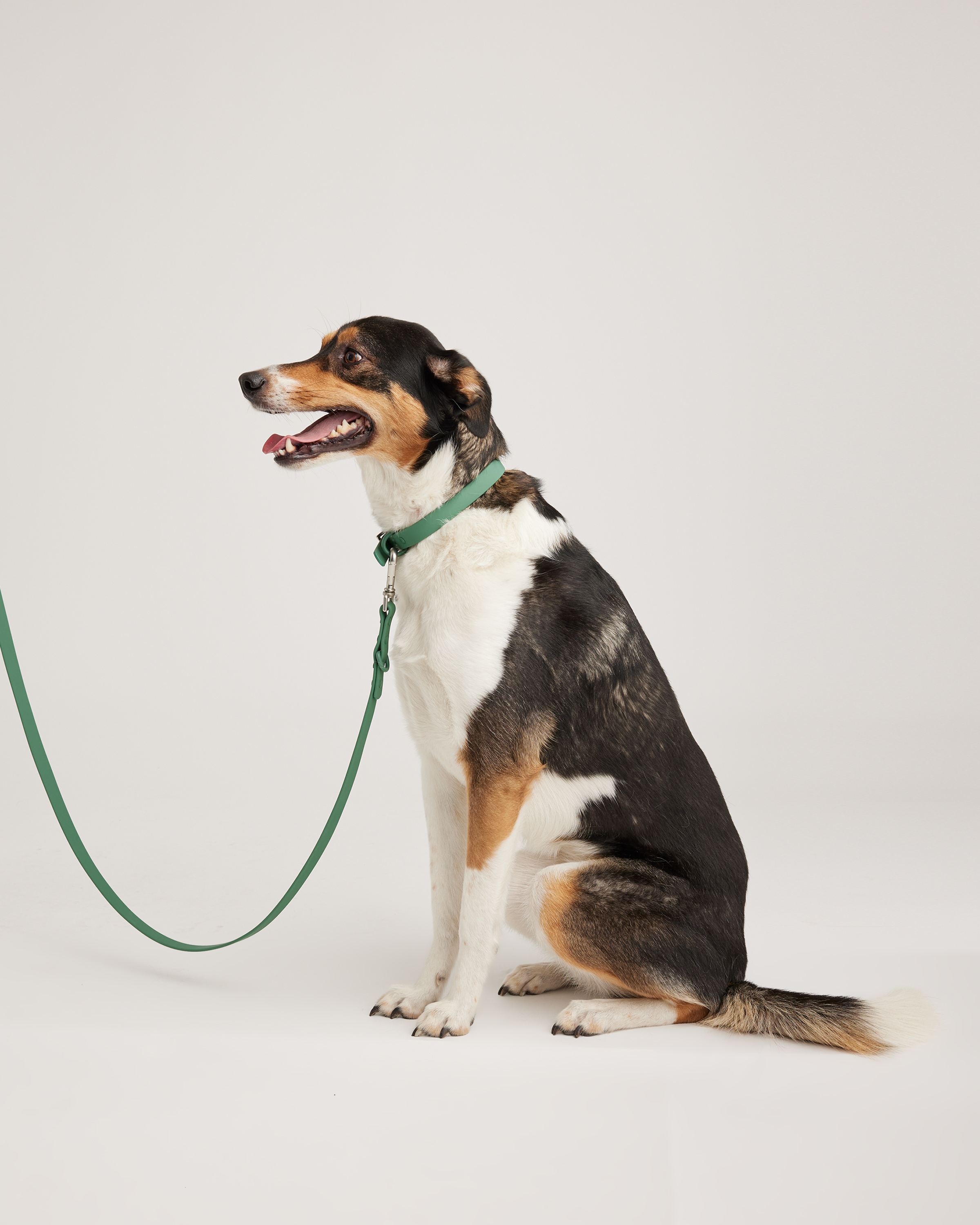 Quince Flex-poly Dog Leash In Everglade Green