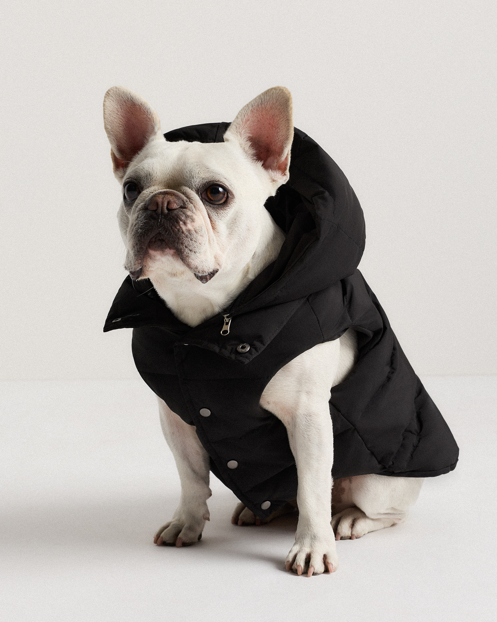 Waterproof Dog Puffer Jacket