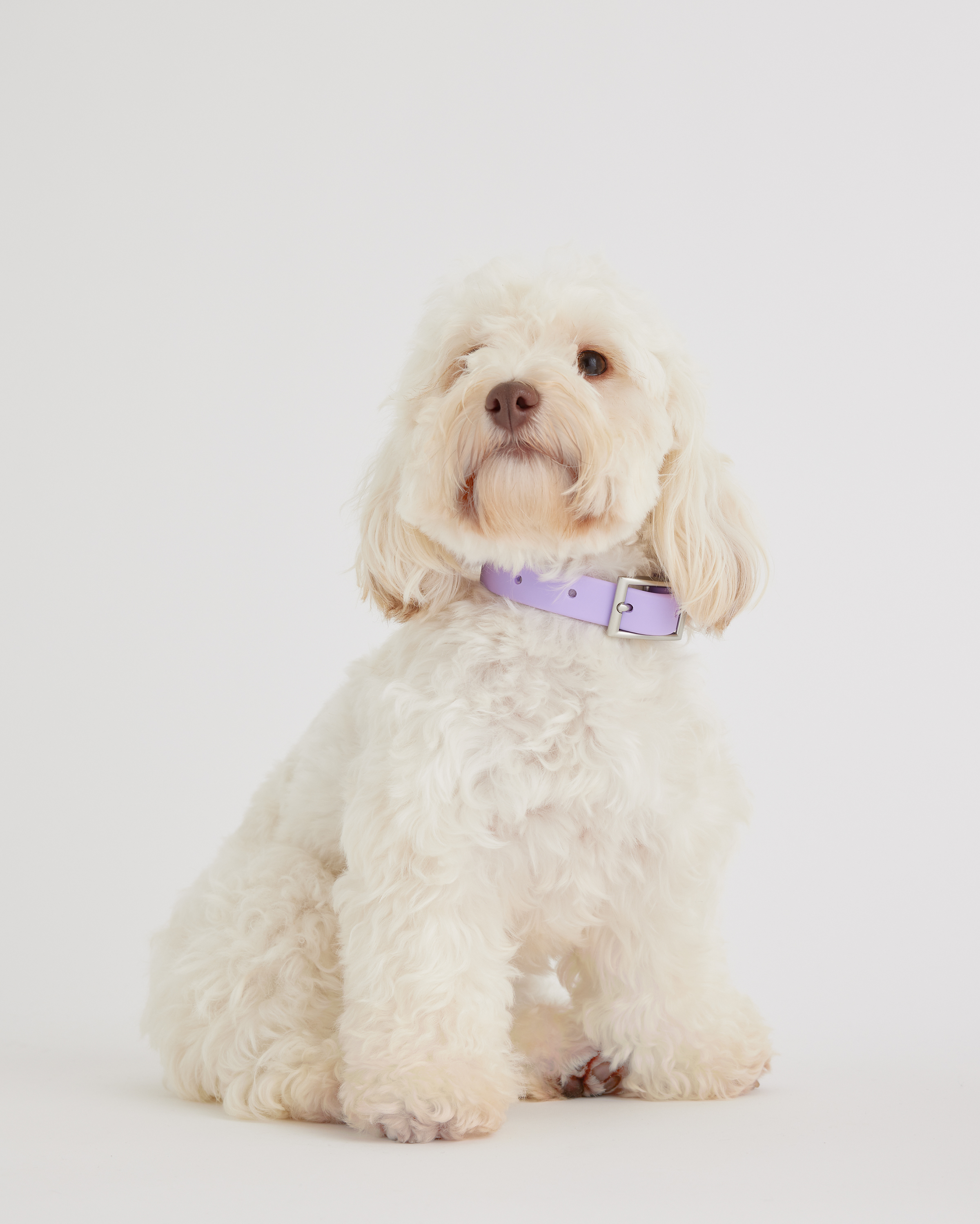 Quince Flex-poly Dog Collar In Lavender