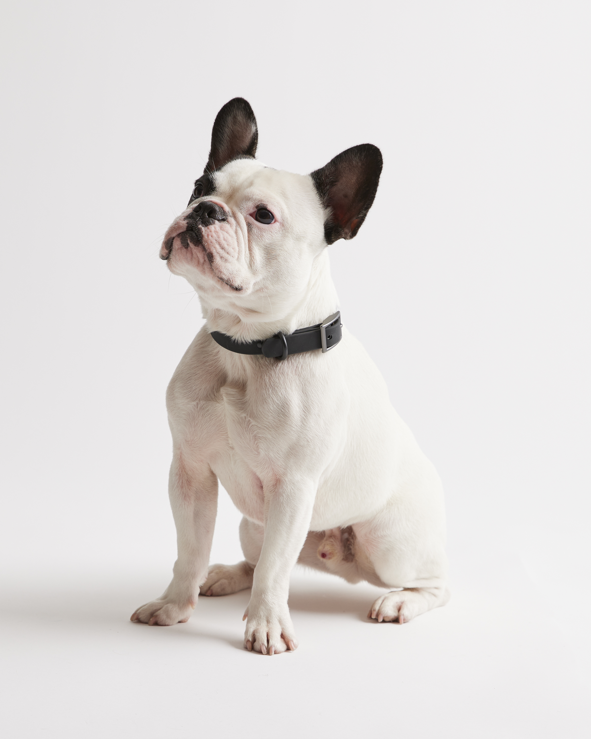 Flex-Poly Dog Collar - thumbnail 5