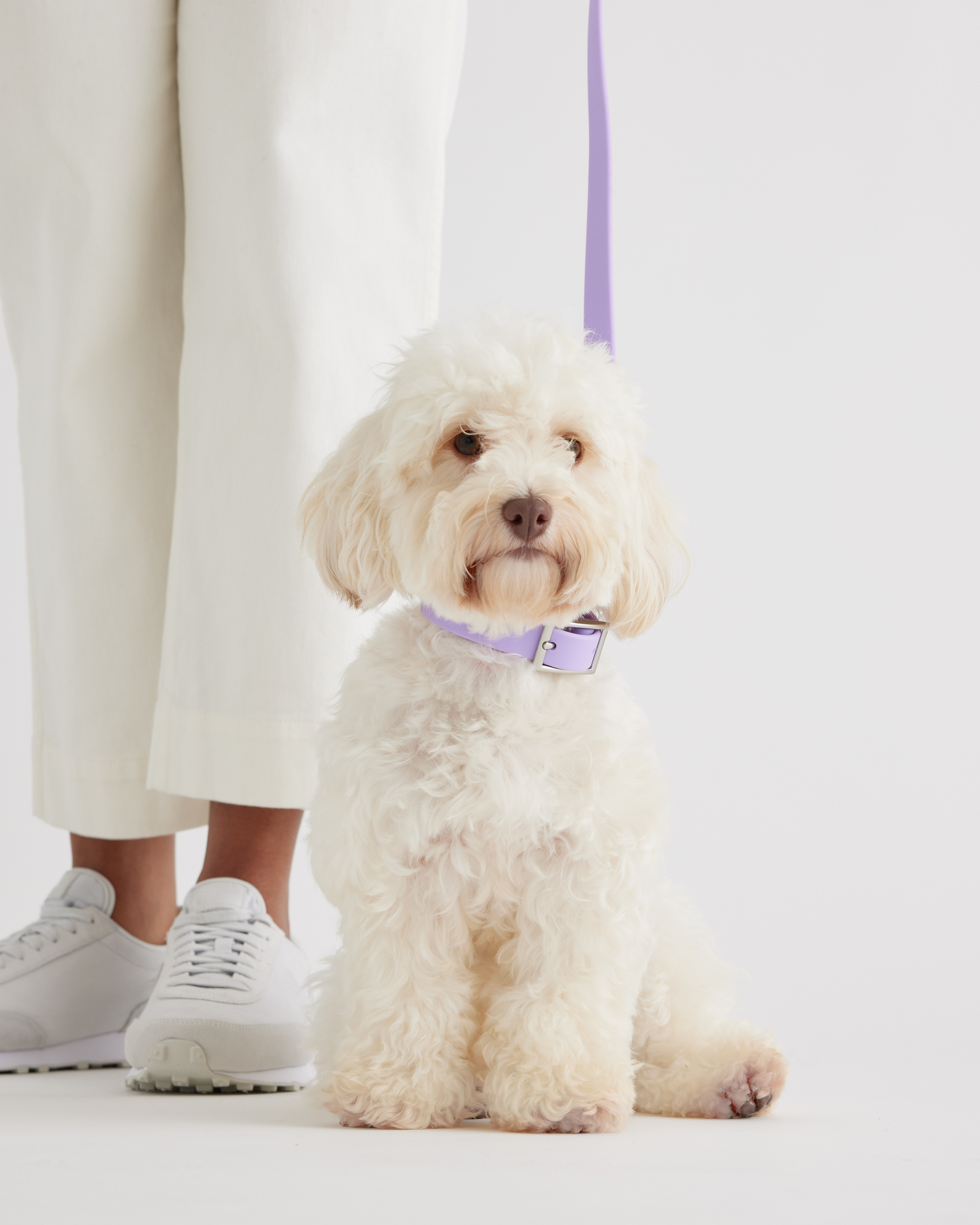 Quince Flex-poly Dog Leash In Lavender