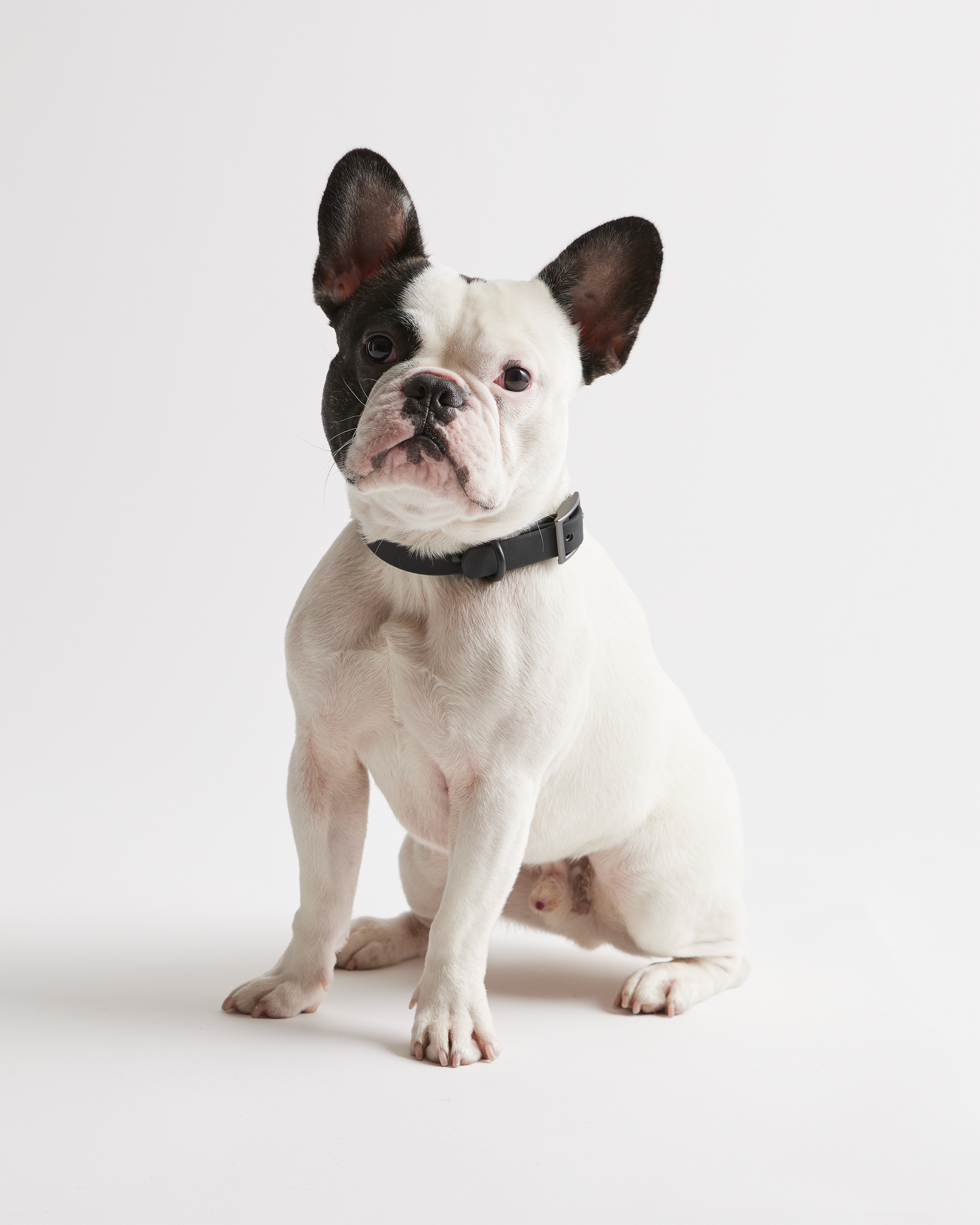 Flex-Poly Dog Collar - thumbnail 7