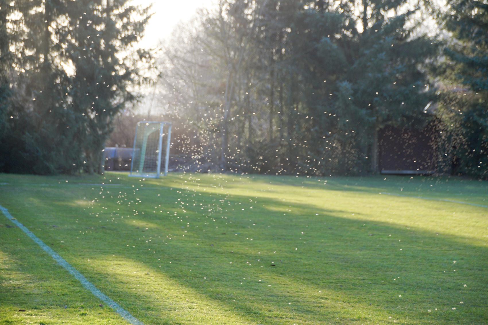 Lokal fotballbane i Hamburg -\nFoto: Getty Images