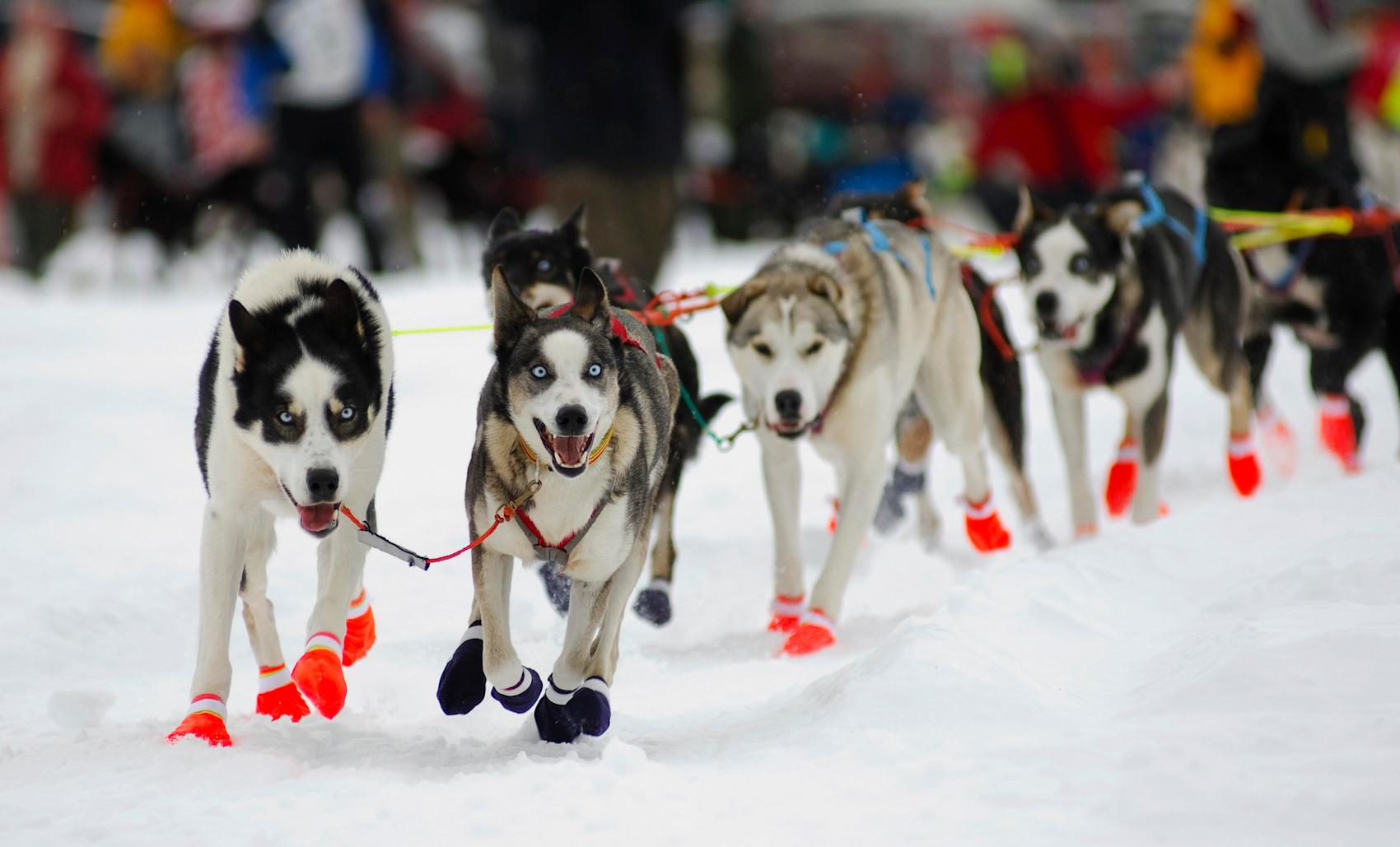 Hundekjøring i Alta - opplev husky safari