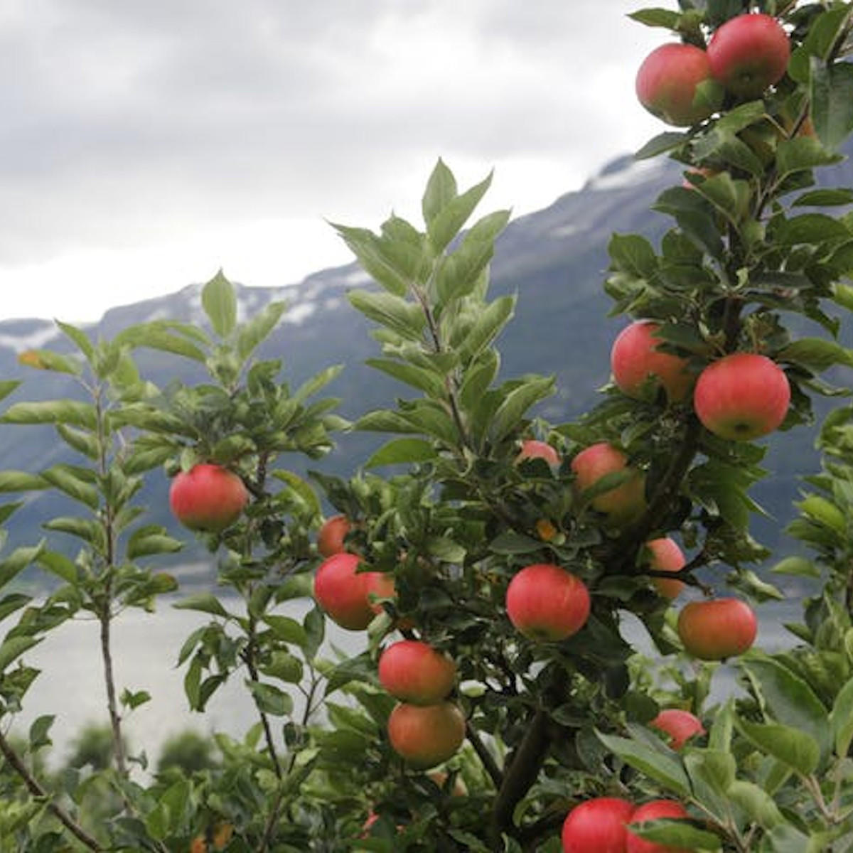 Epler fra Lofthus i Hardanger -\nFoto: Getty Images
