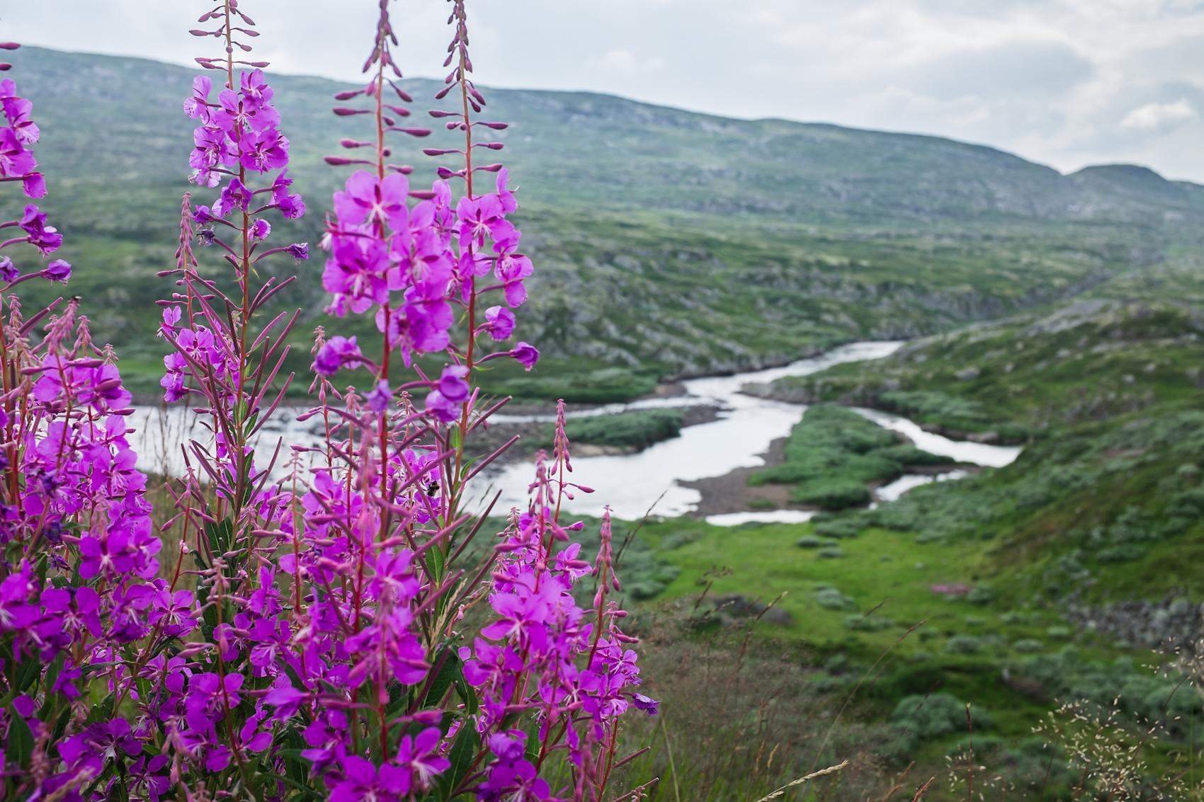Tips til sykkelturer på Hardangervidda